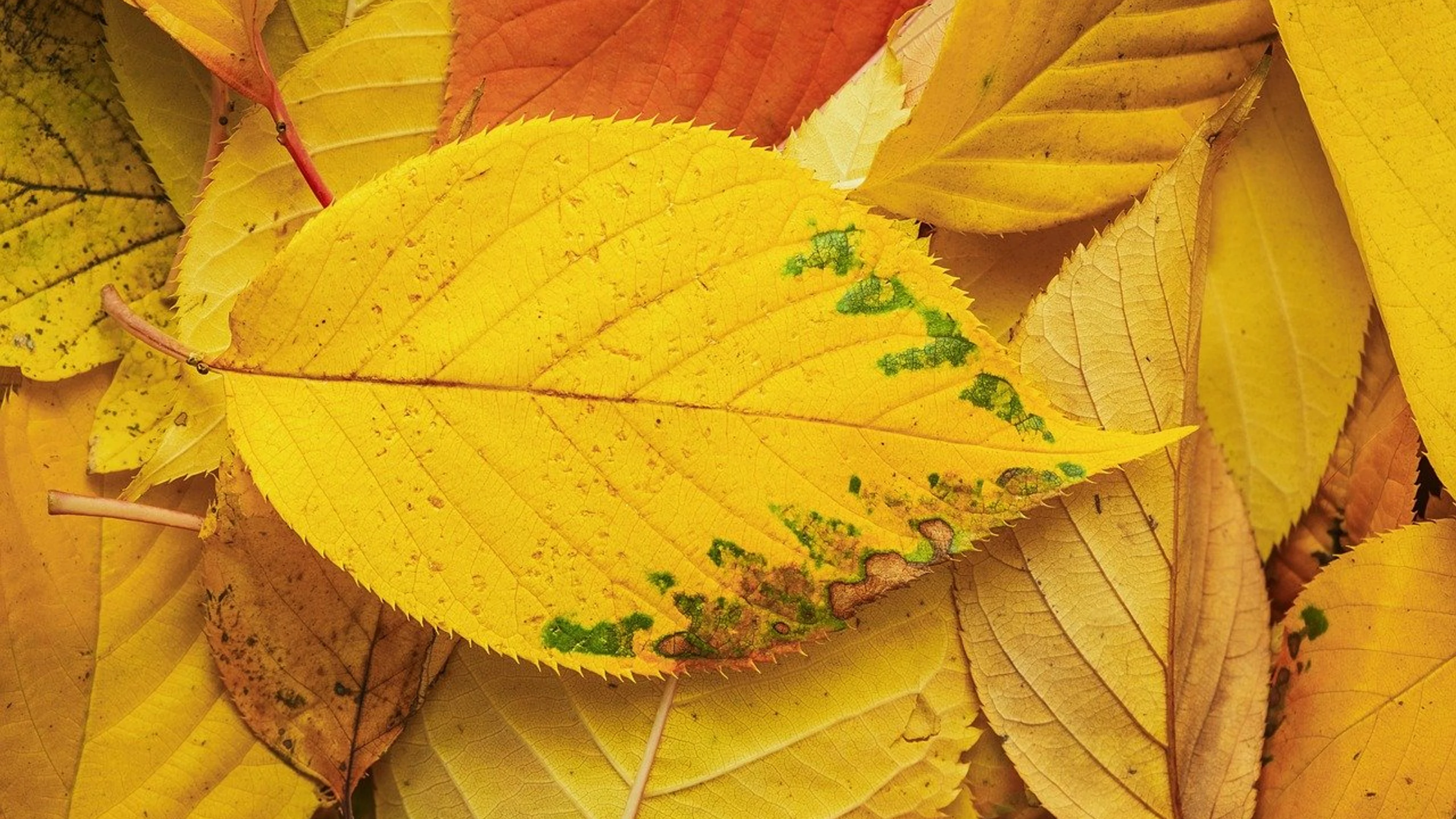 Autumn leaf autumn leaves fall - free 4K Ultra HD abstract wallpaper for desktop