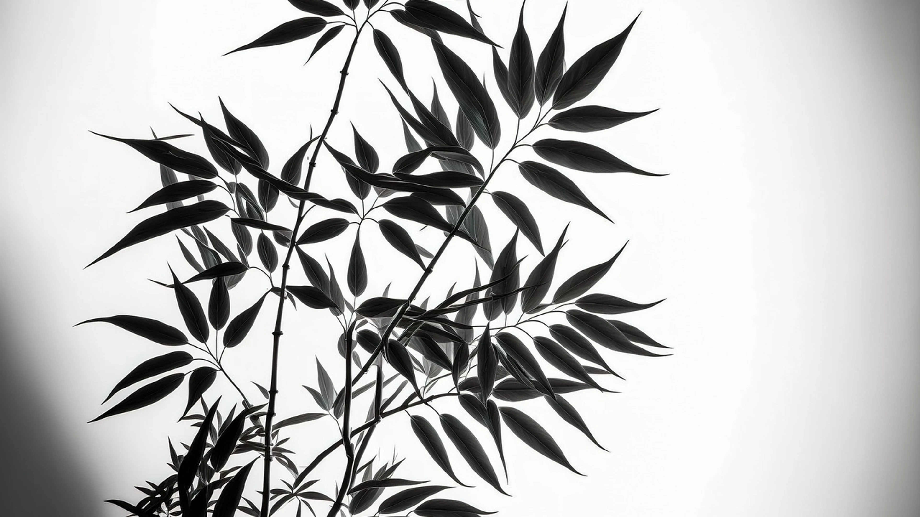 Bamboo leaves foliage - free 4K Ultra HD abstract wallpaper for desktop