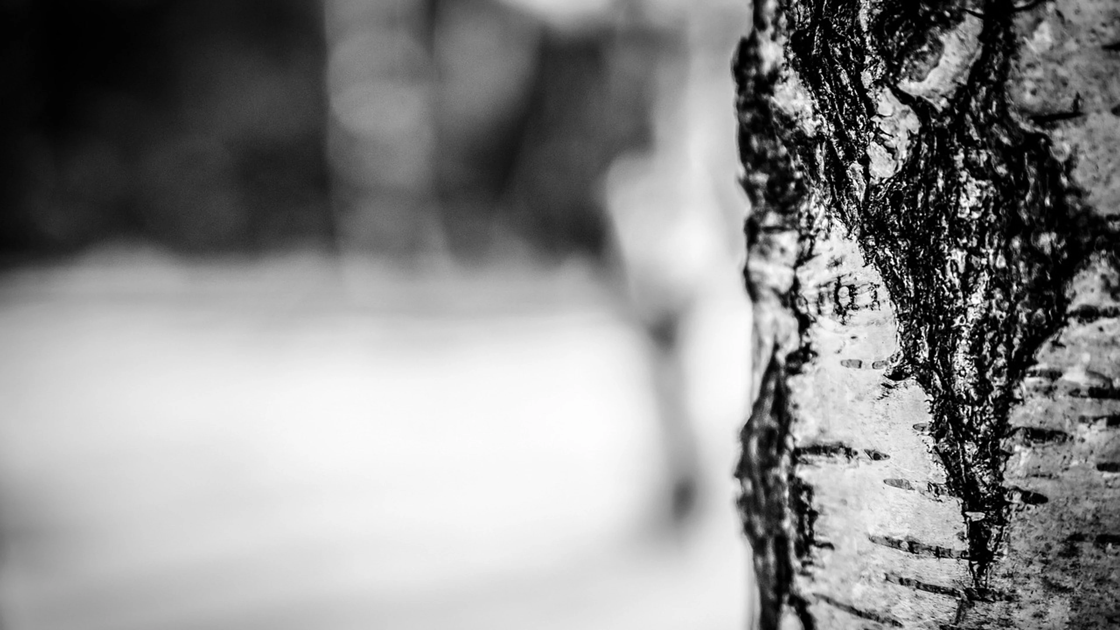 Birch tree bark tree - free 4K Ultra HD abstract wallpaper for desktop