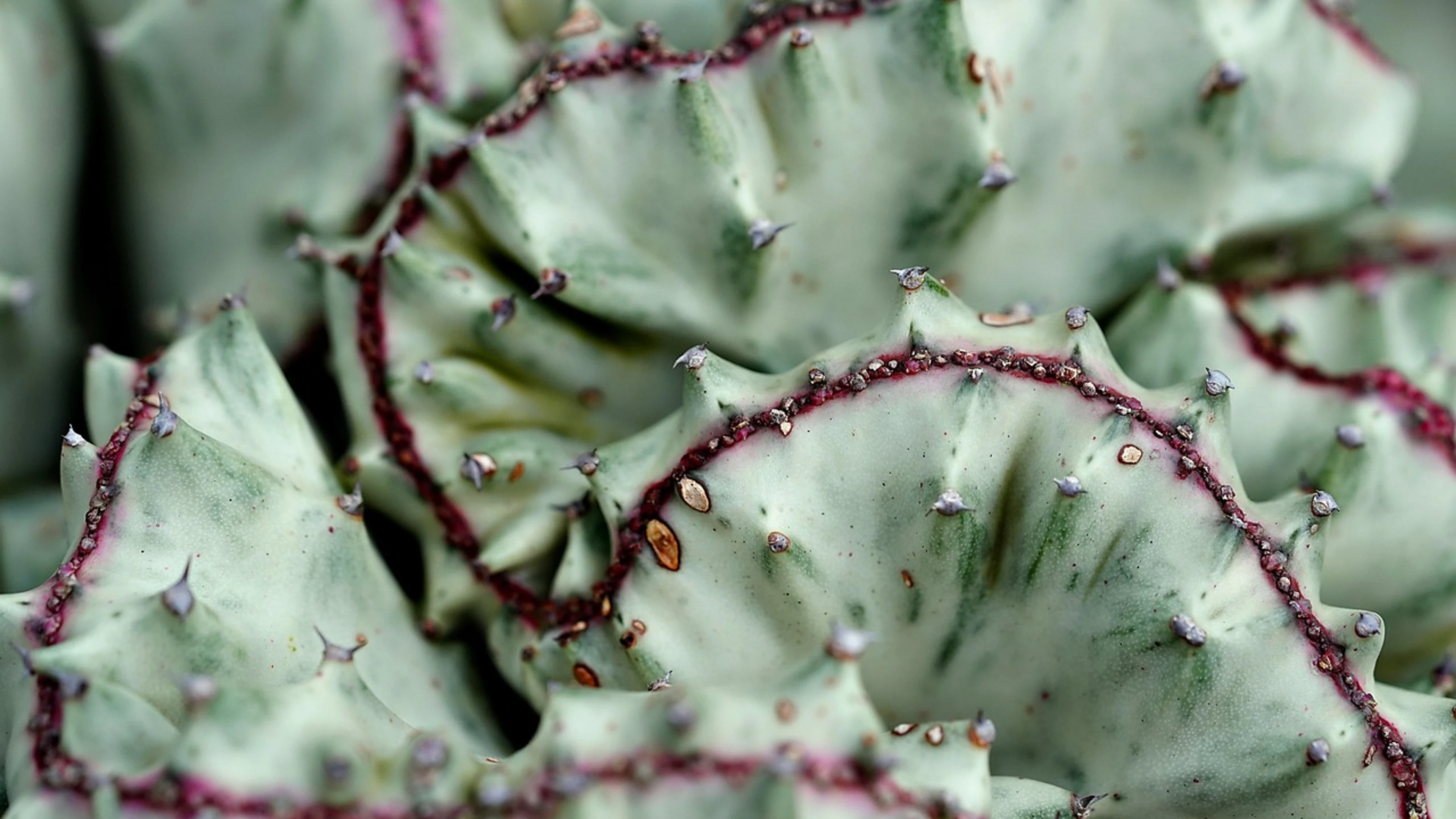 Cactus succulent plant - free 4K Ultra HD abstract wallpaper for desktop