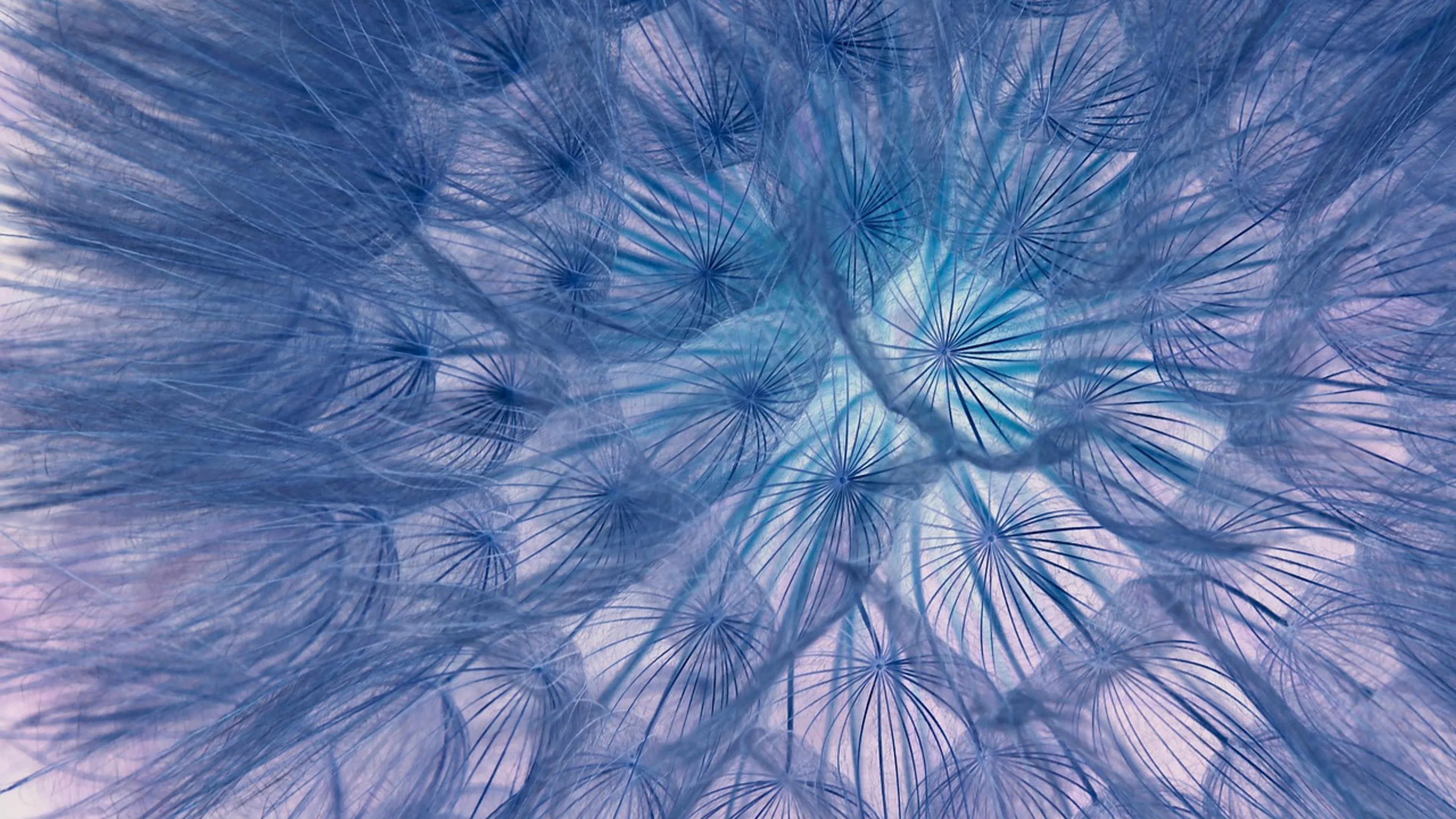 Dandelion laptop wallpaper seeds - free 4K Ultra HD abstract wallpaper for desktop