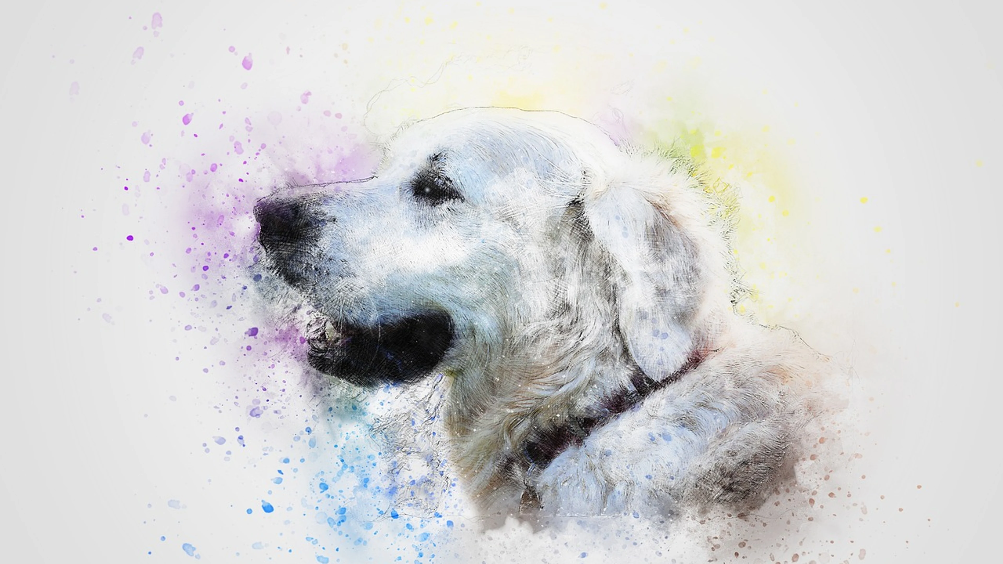 Dog pet white - free 4K Ultra HD abstract wallpaper for desktop