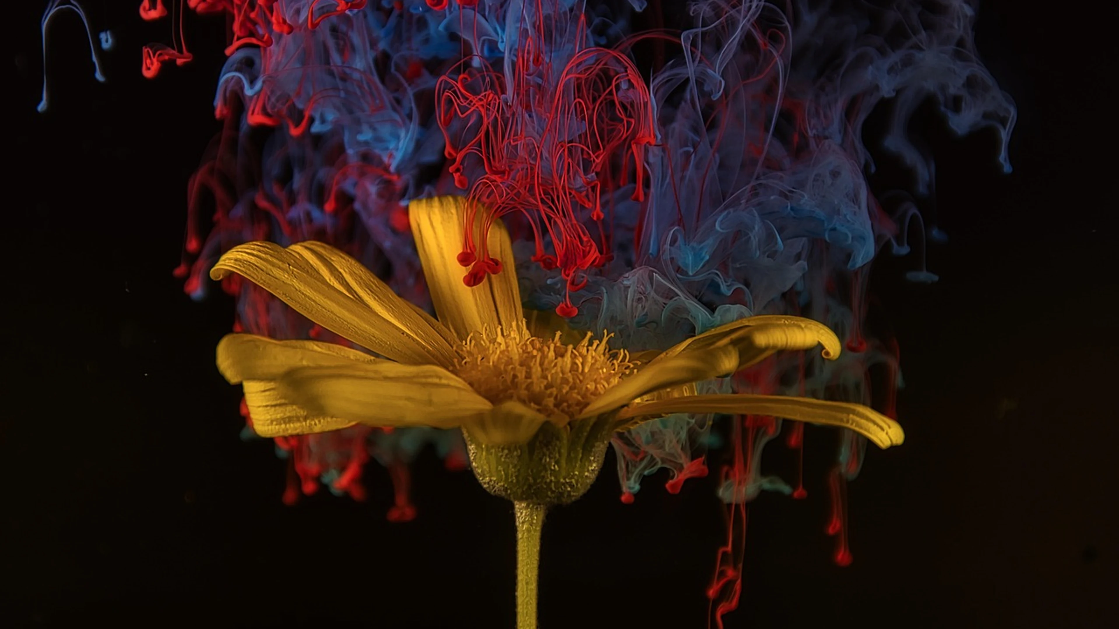 Flower wallpaper hd windows wallpaper - free 4K Ultra HD abstract wallpaper for desktop