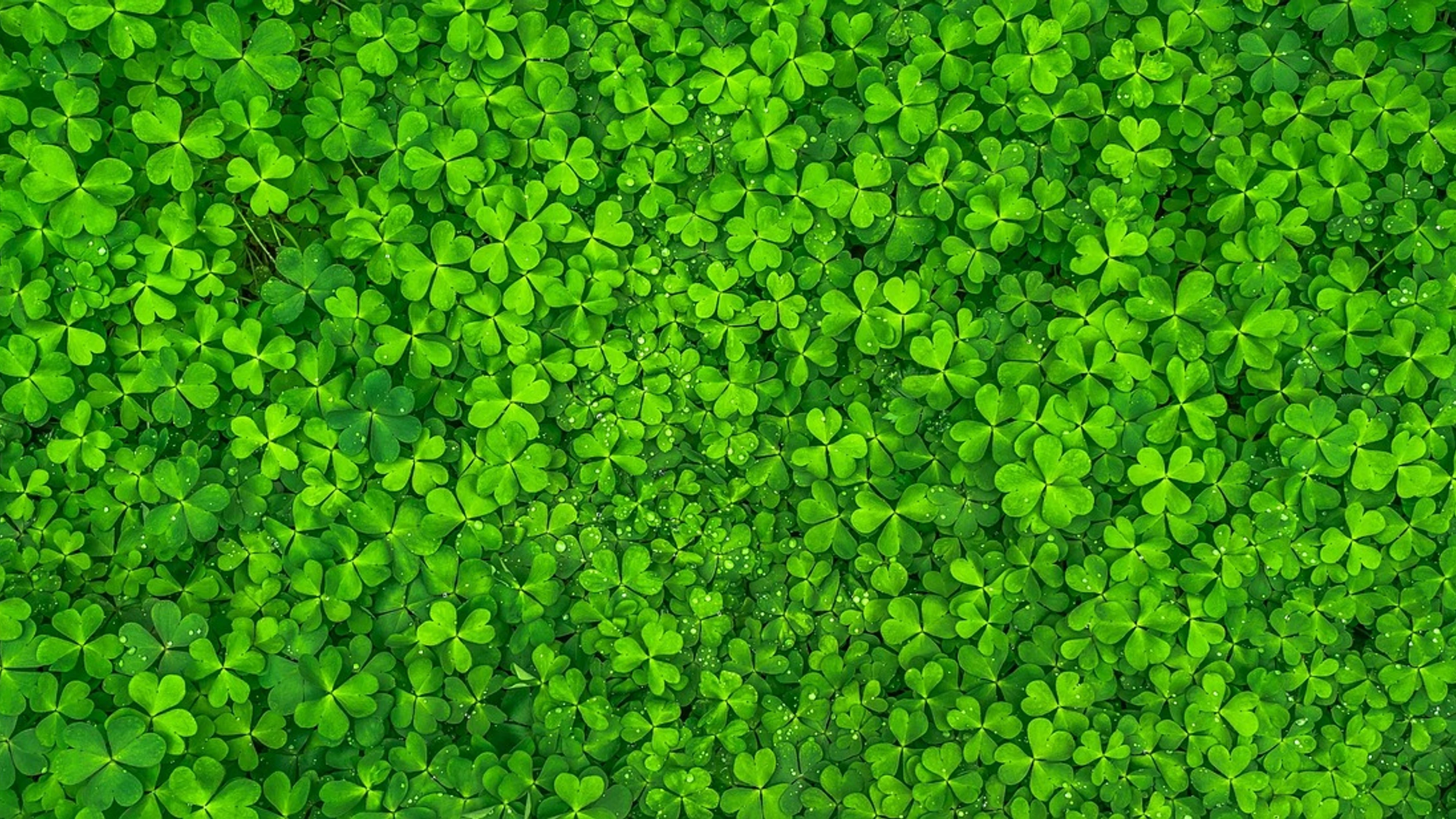 Leaf clover green - free 4K Ultra HD abstract wallpaper for desktop
