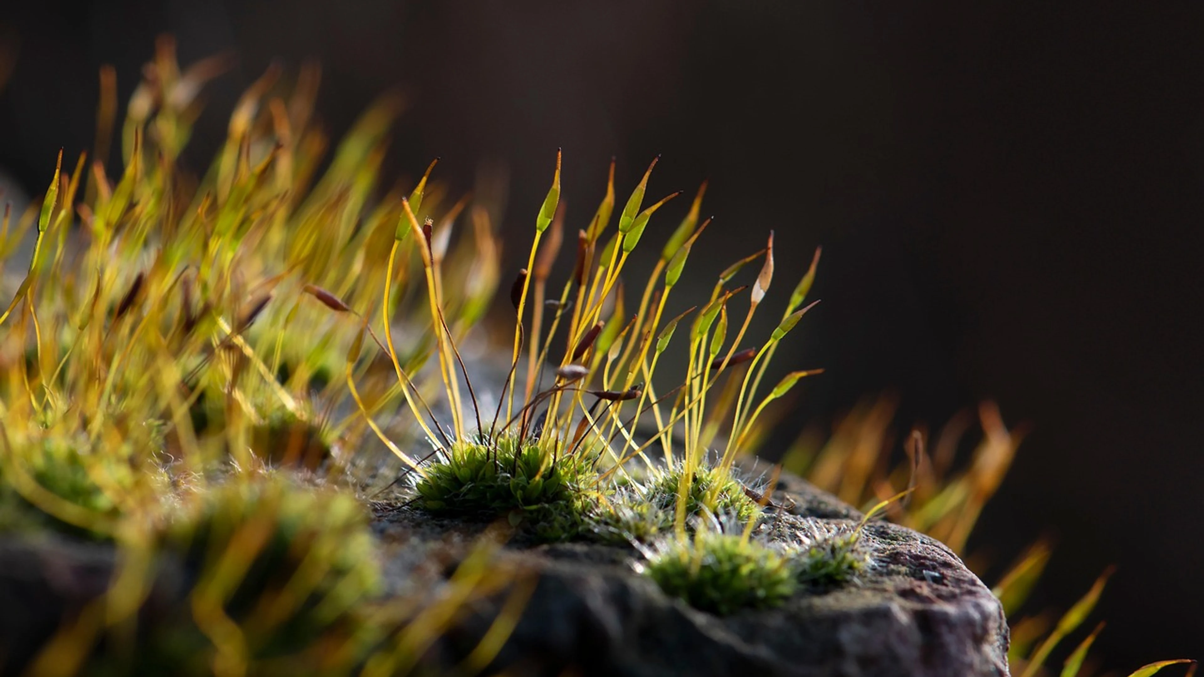 Moss nature brick wall - free 4K Ultra HD abstract wallpaper for desktop