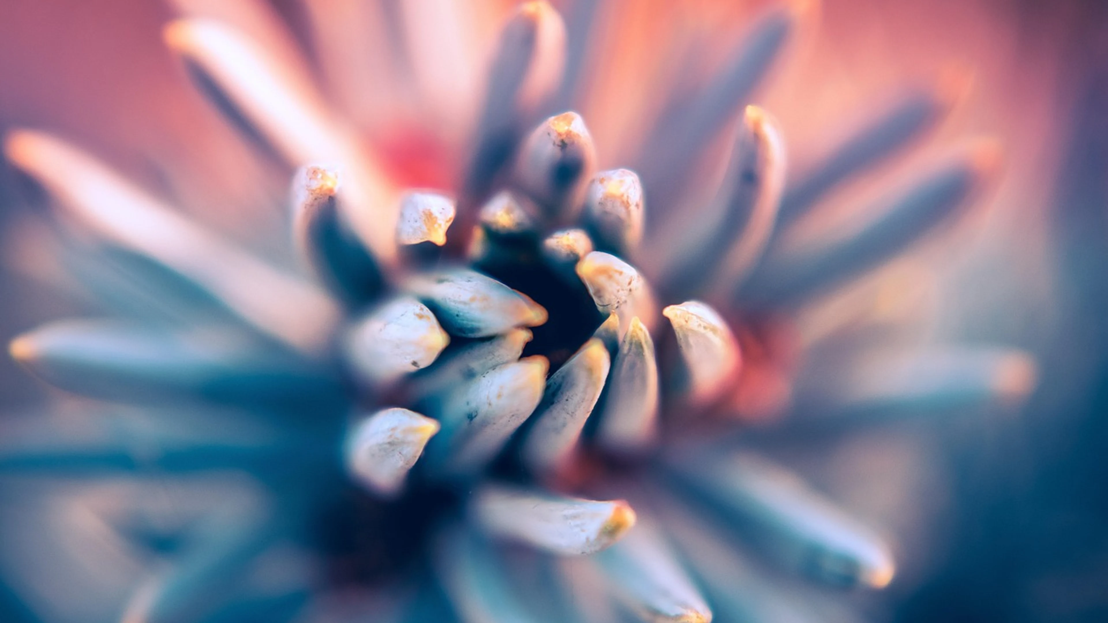 Nature abstract plant - free 4K Ultra HD abstract wallpaper for desktop