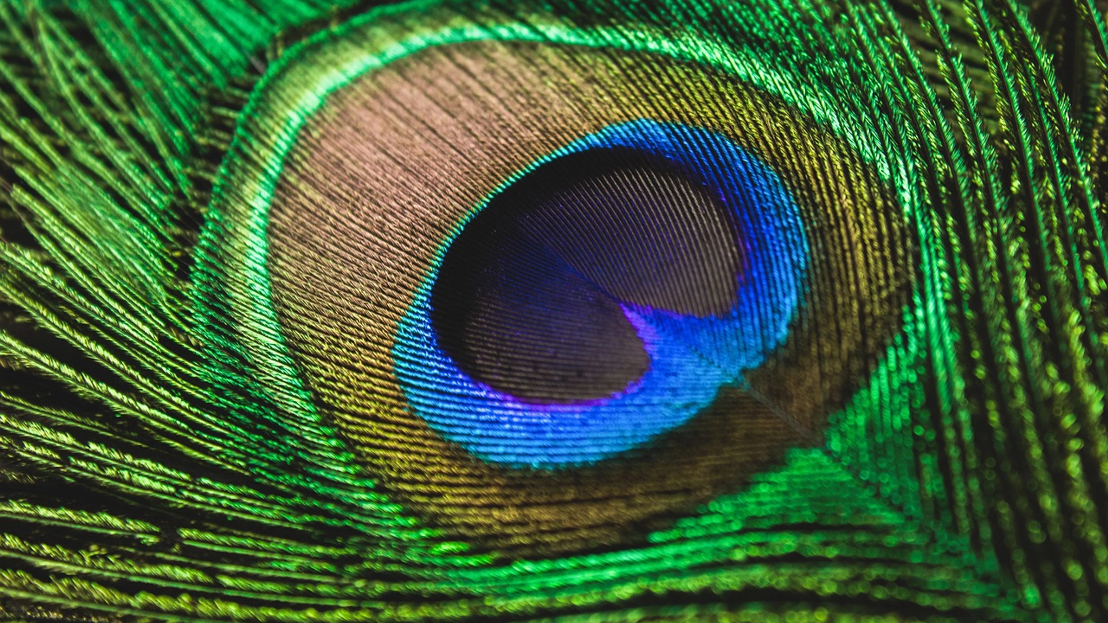 Peacock feather peacock colorful - free 4K Ultra HD abstract wallpaper for desktop