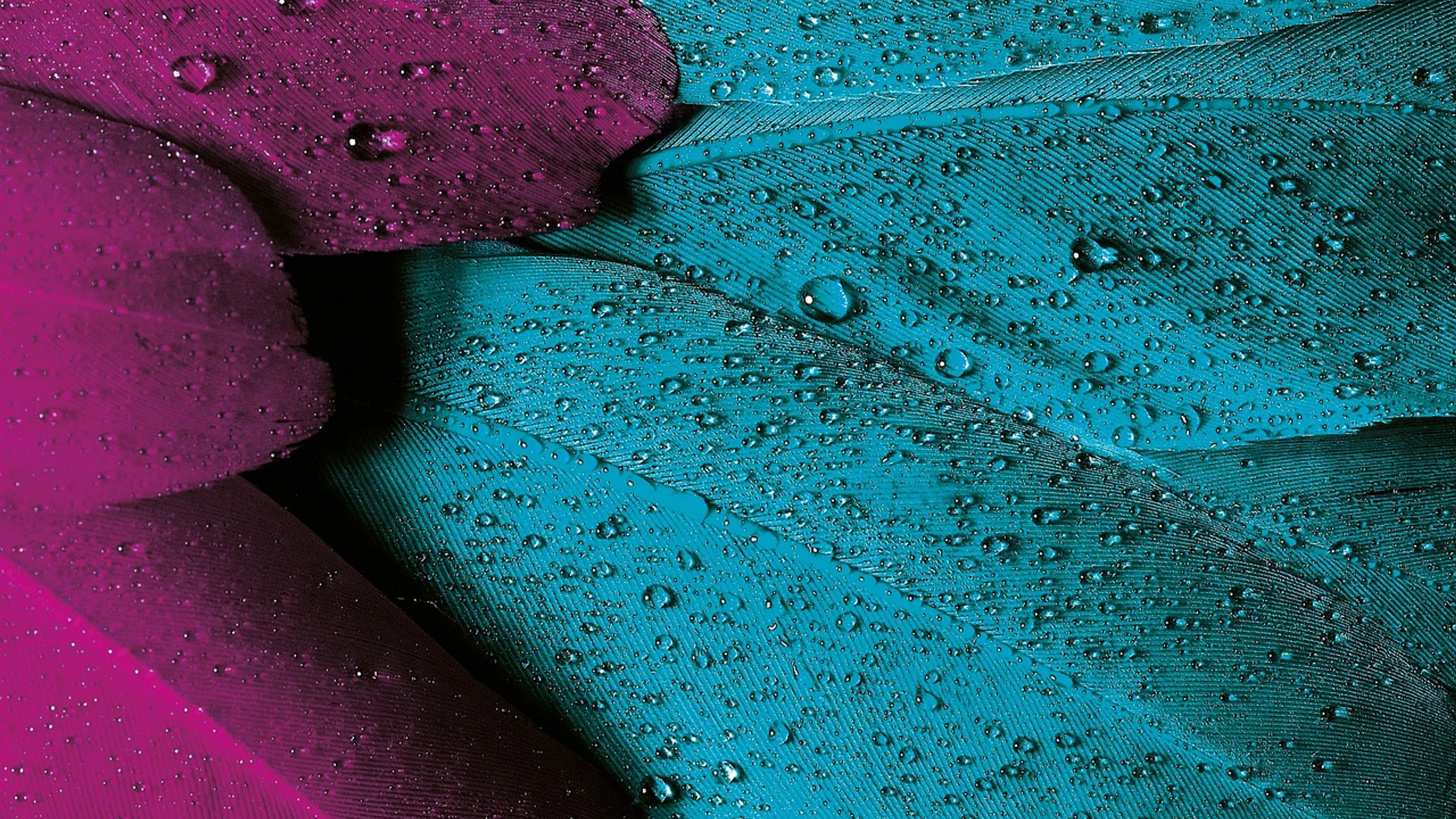 Plumage feathers dew - free 4K Ultra HD abstract wallpaper for desktop