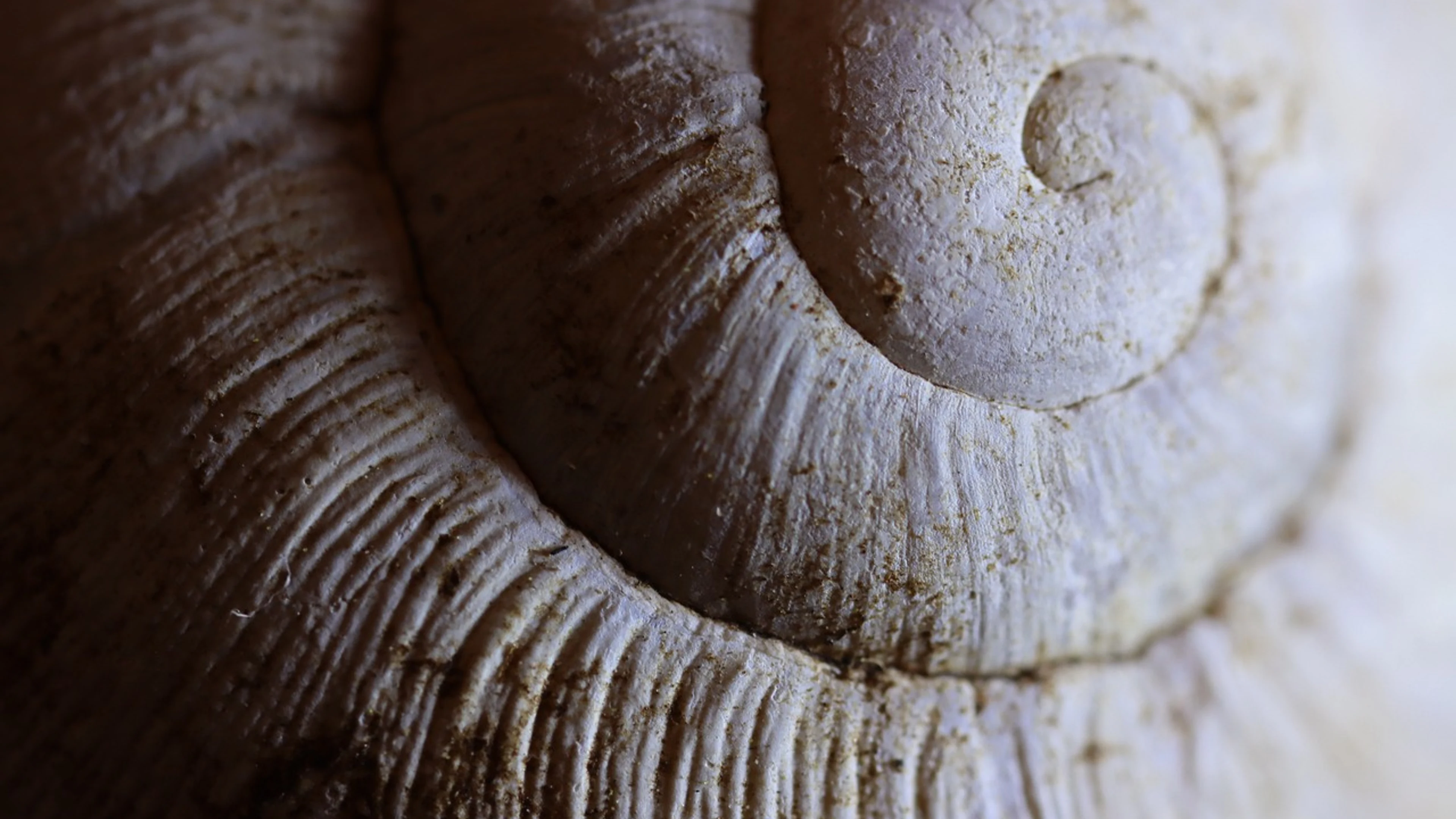 Shell spiral closeup - free 4K Ultra HD abstract wallpaper for desktop