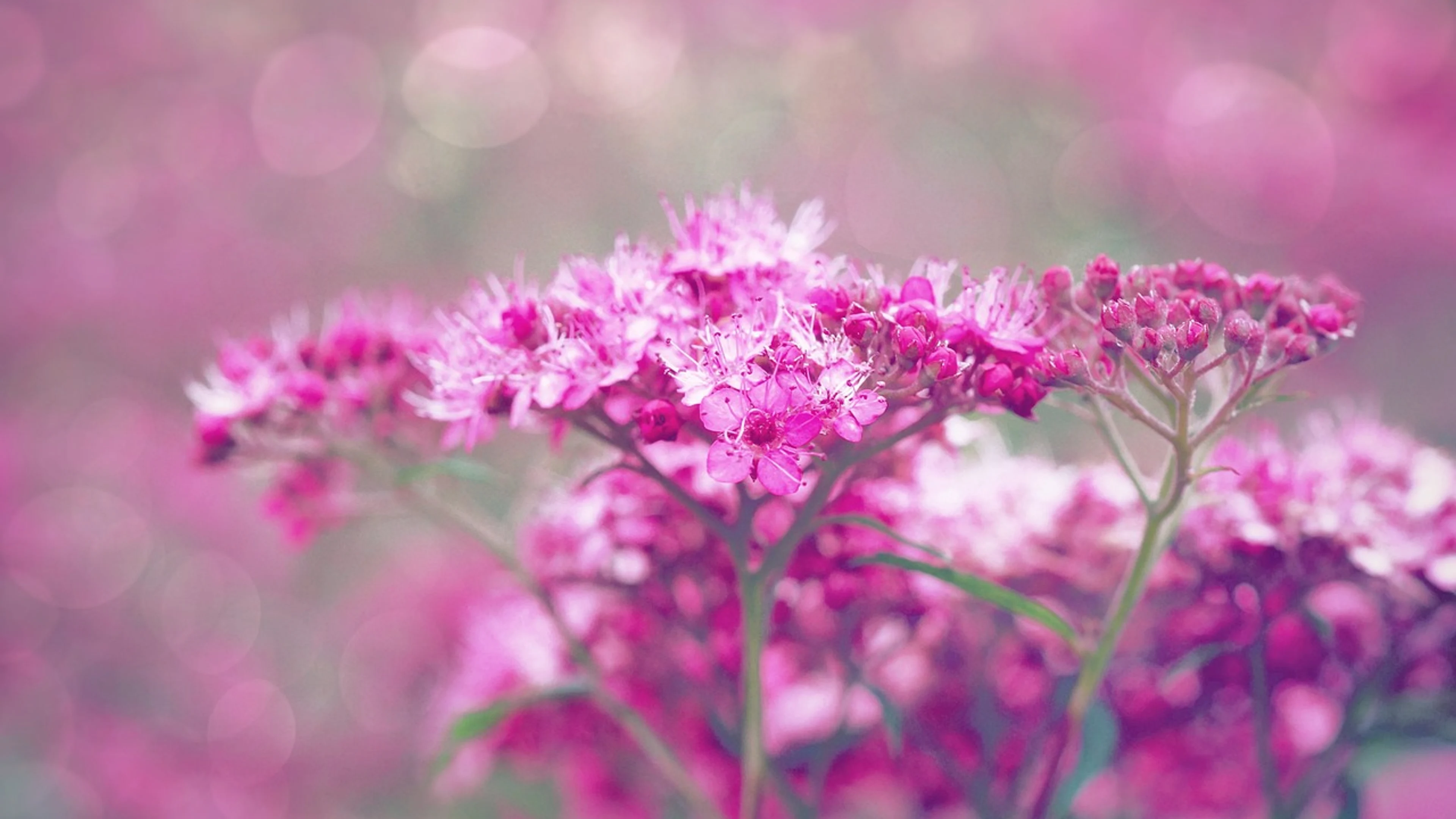 Bloom flower blossom - free 4K Ultra HD aesthetic wallpaper for desktop