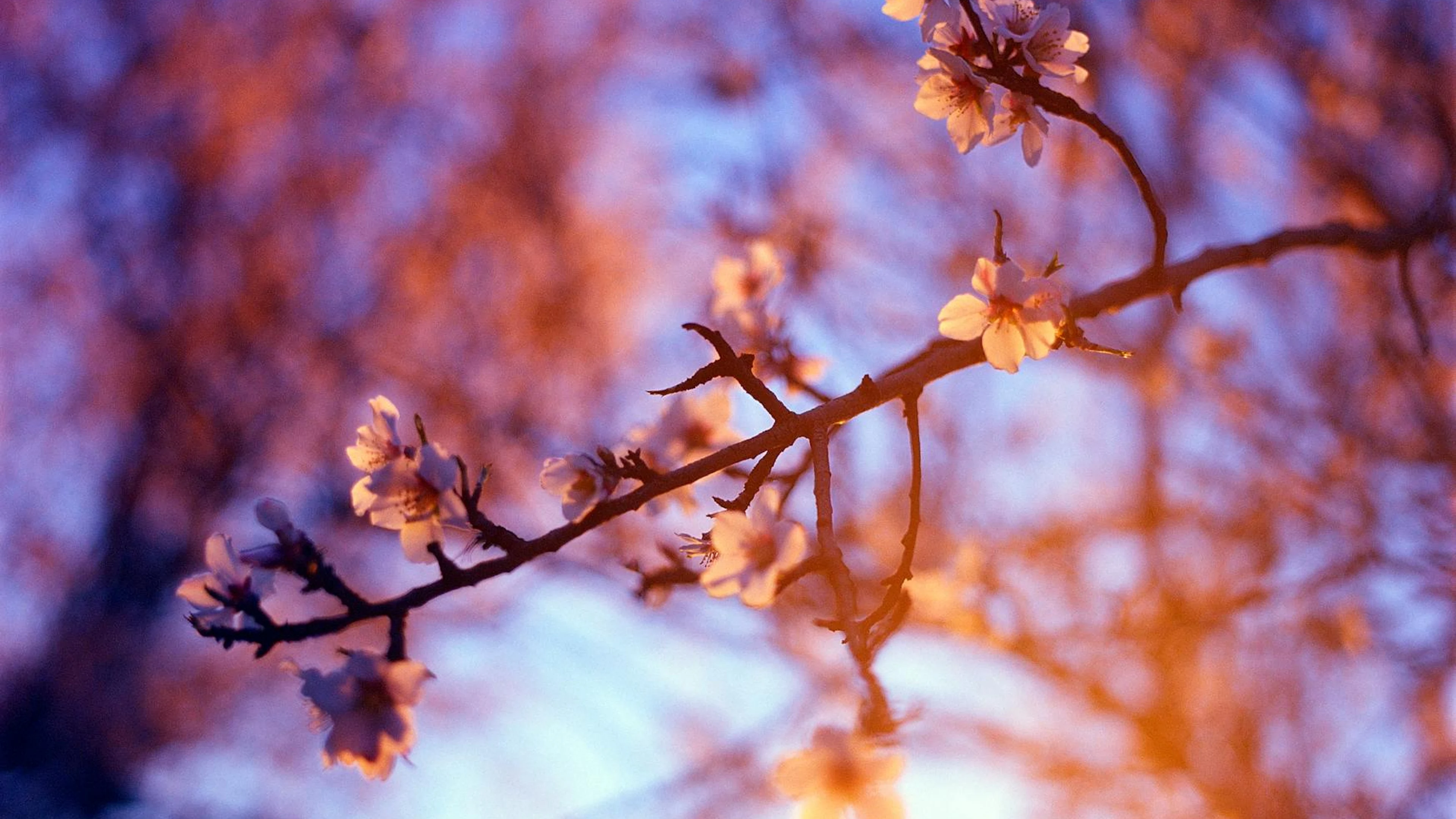 Cherry blossom branch in a vibrant sunset light with a swirly bokeh background, - free 4K Ultra HD aesthetic wallpaper for desktop