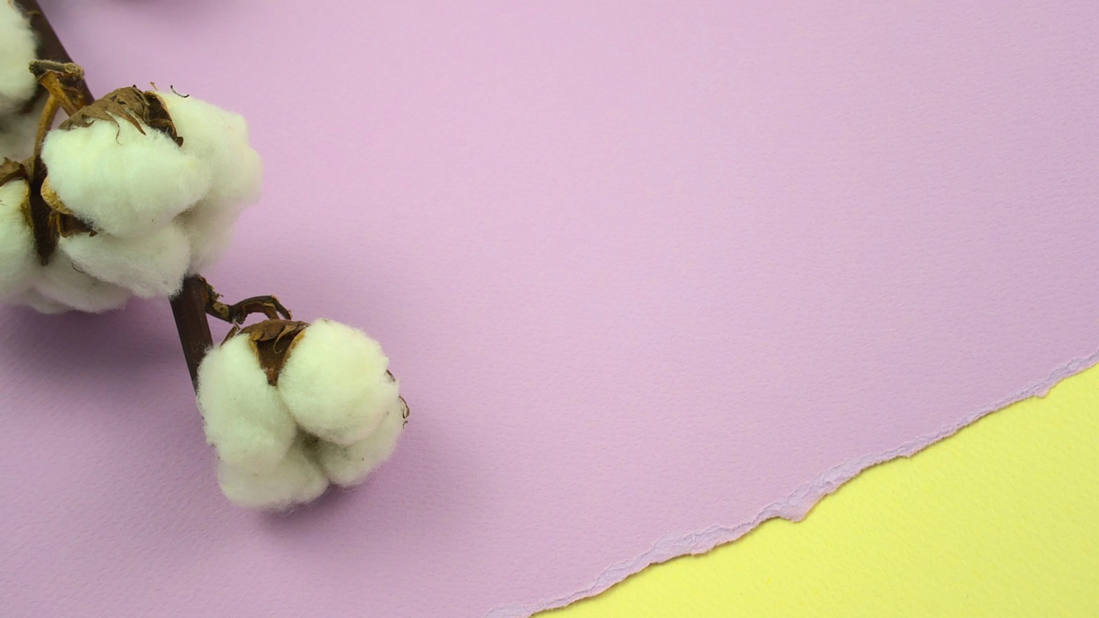 Cotton branch free wallpaper - free 4K Ultra HD aesthetic wallpaper for desktop