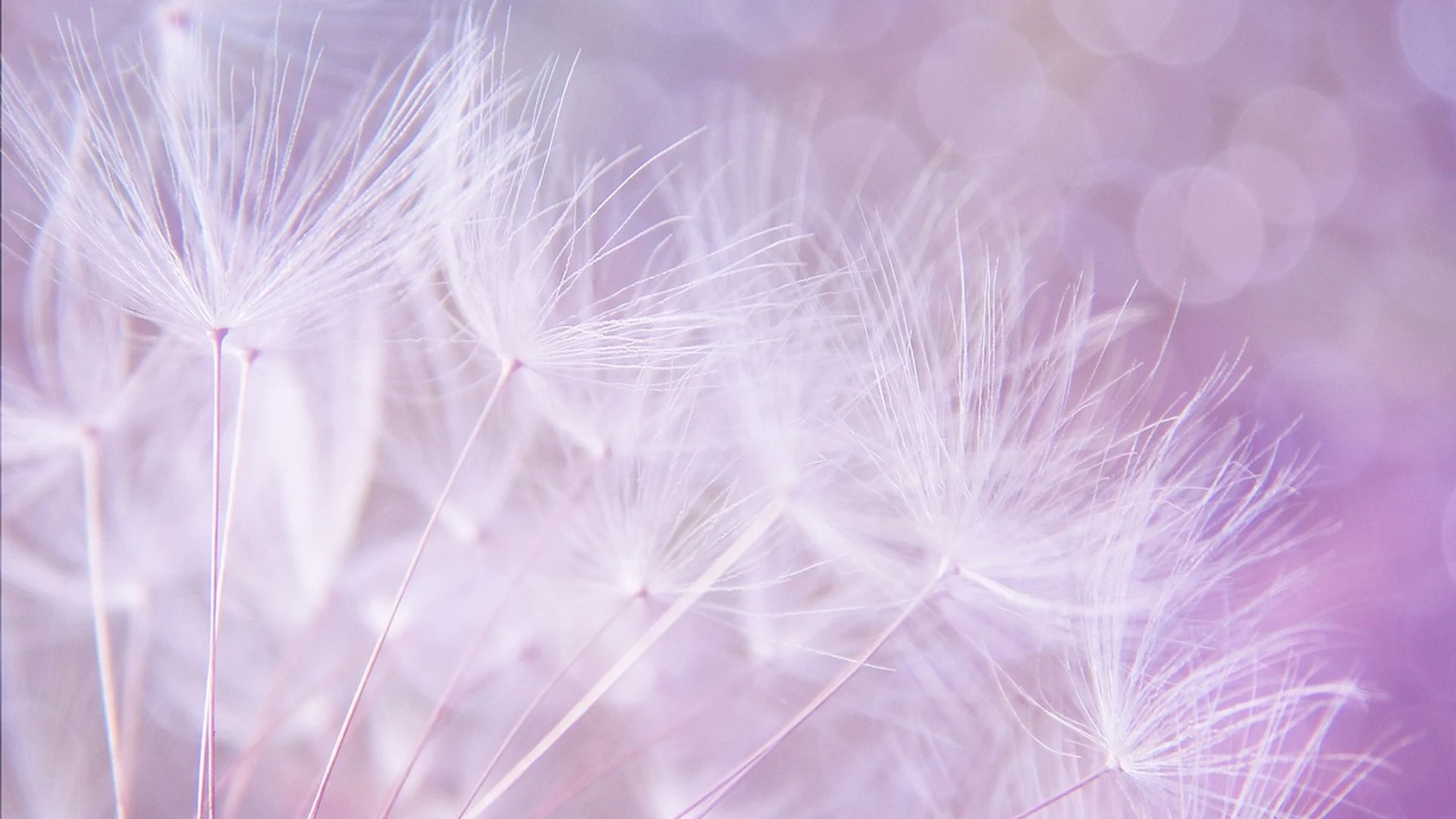 Dandelion free background cool backgrounds - free hd aesthetic wallpaper for desktop