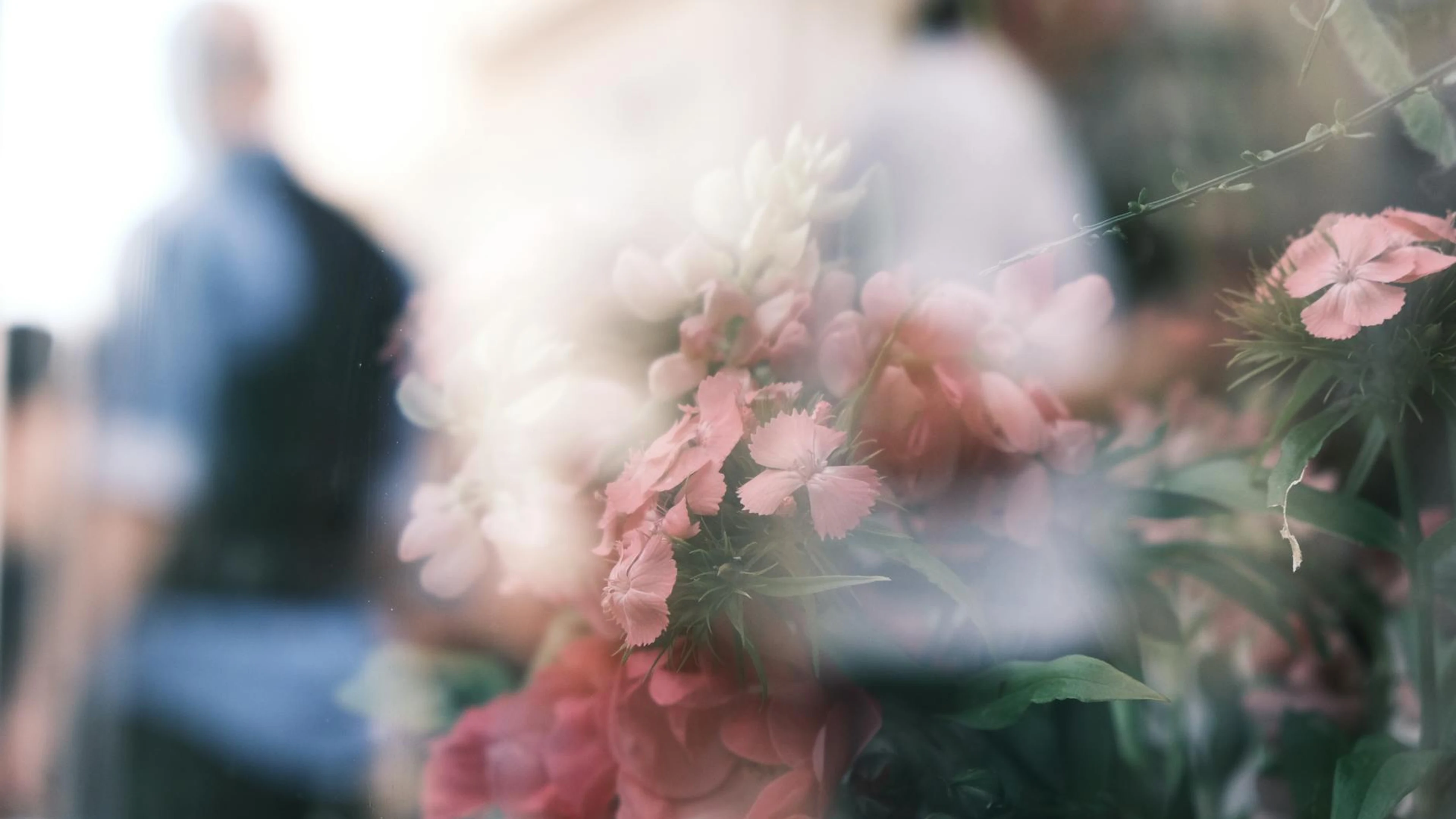 Elegant reflection of pink flowers with blurred human silhouettes, creating a dr - free 4K Ultra HD aesthetic wallpaper for desktop