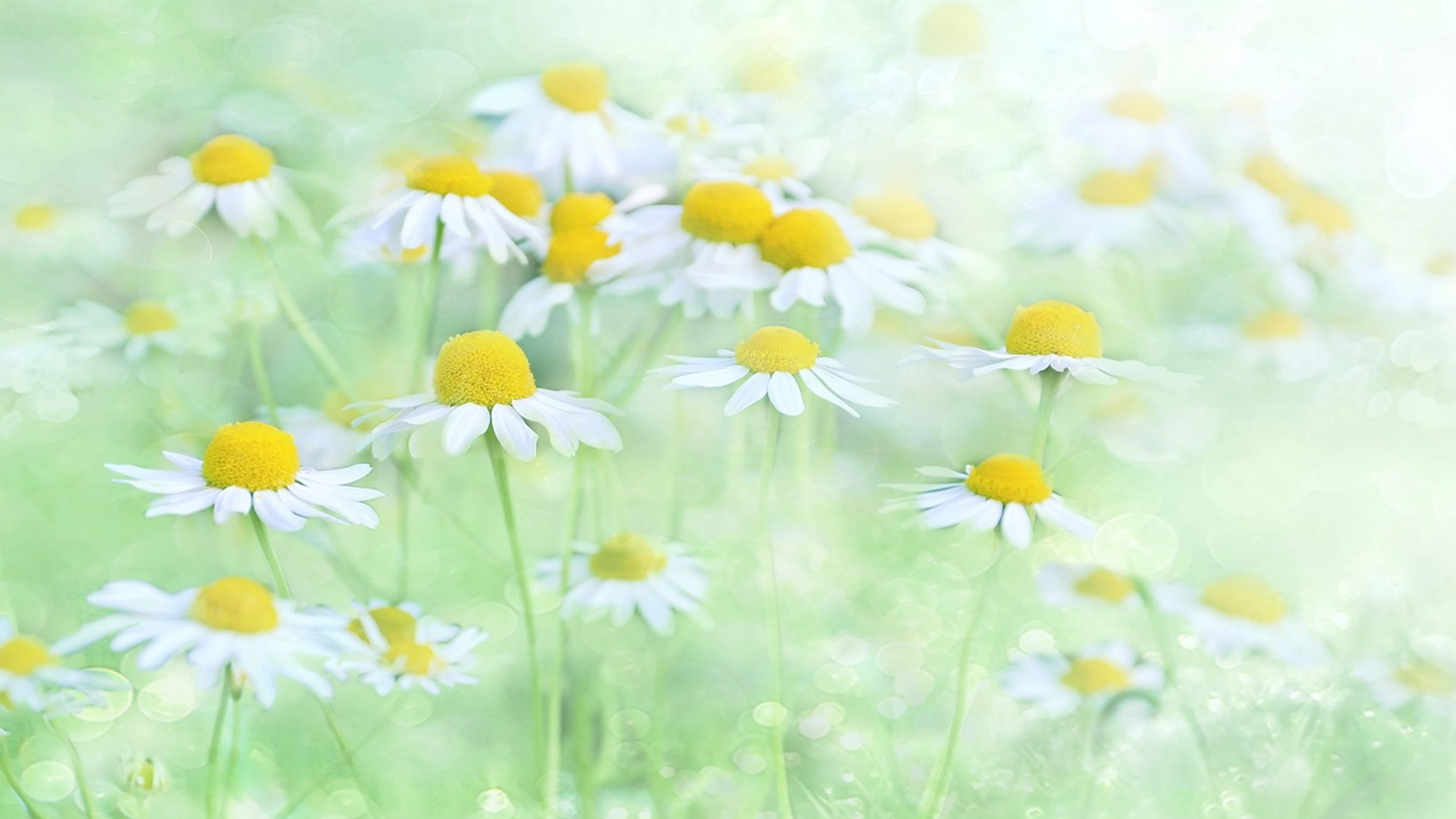 Fantasy illusion nature - free 4K Ultra HD aesthetic wallpaper for desktop