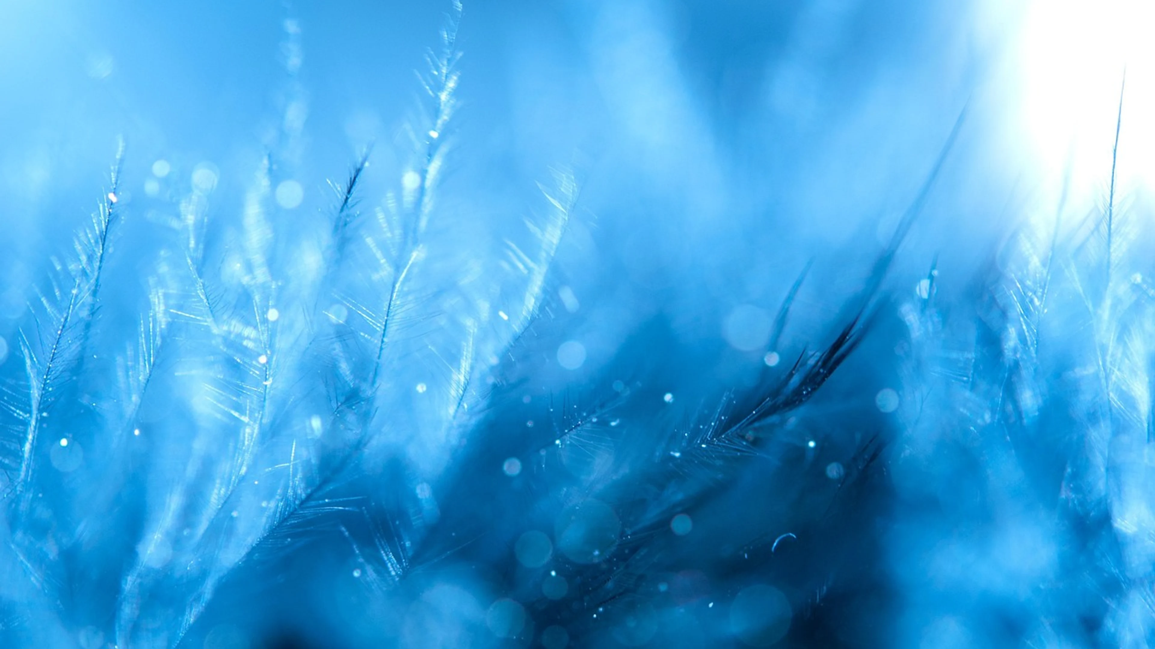 Feathers background mac wallpaper - free 4K Ultra HD aesthetic wallpaper for desktop