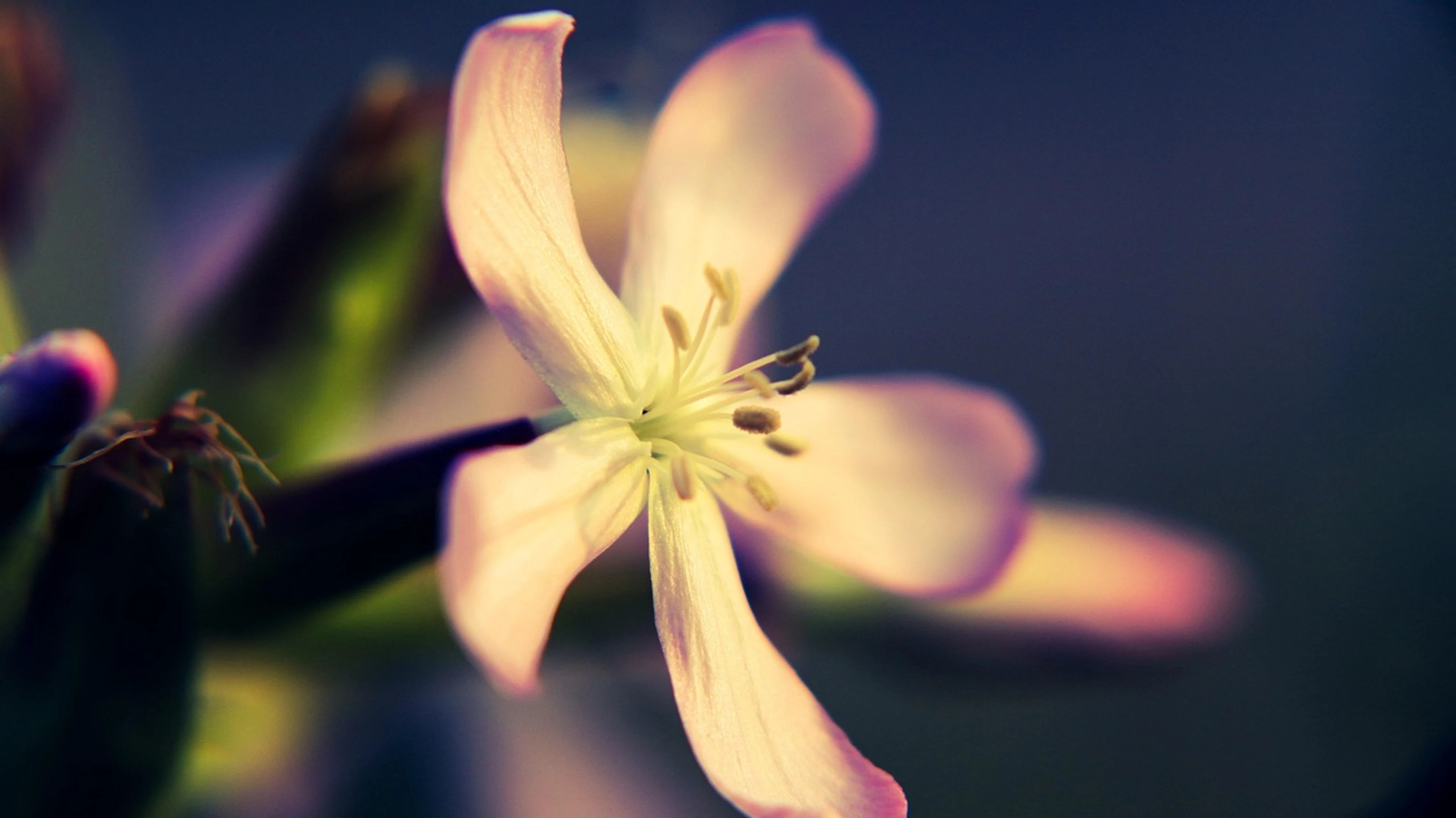 Flower macro bloom - free 4K Ultra HD aesthetic wallpaper for desktop
