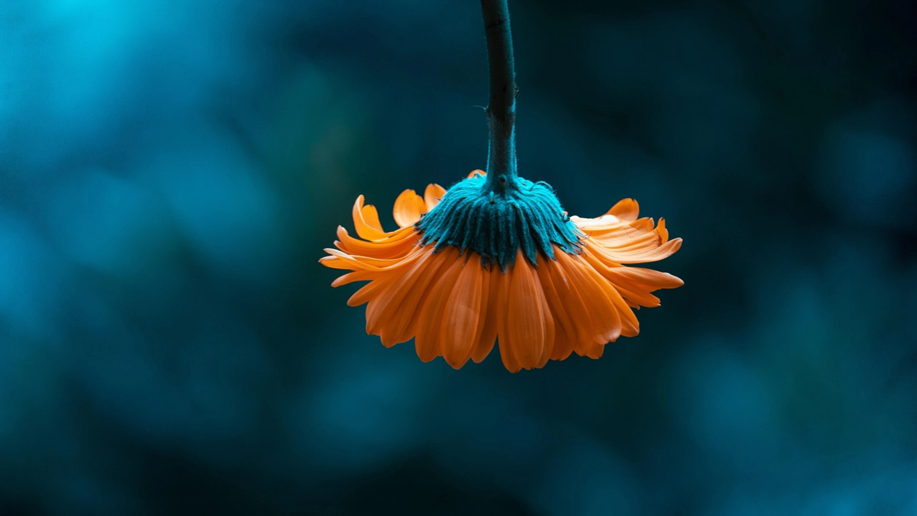 Flower macro full hd wallpaper - free 4K Ultra HD aesthetic wallpaper for desktop