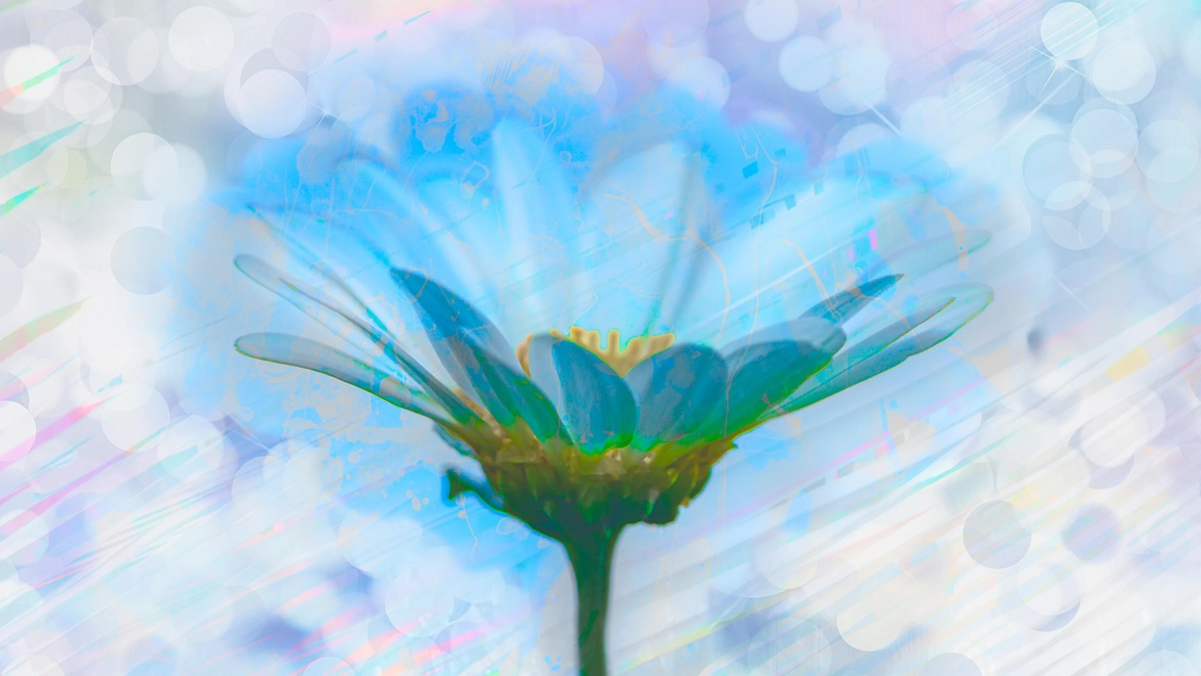 Flower plant inner peace - free 4K Ultra HD aesthetic wallpaper for desktop