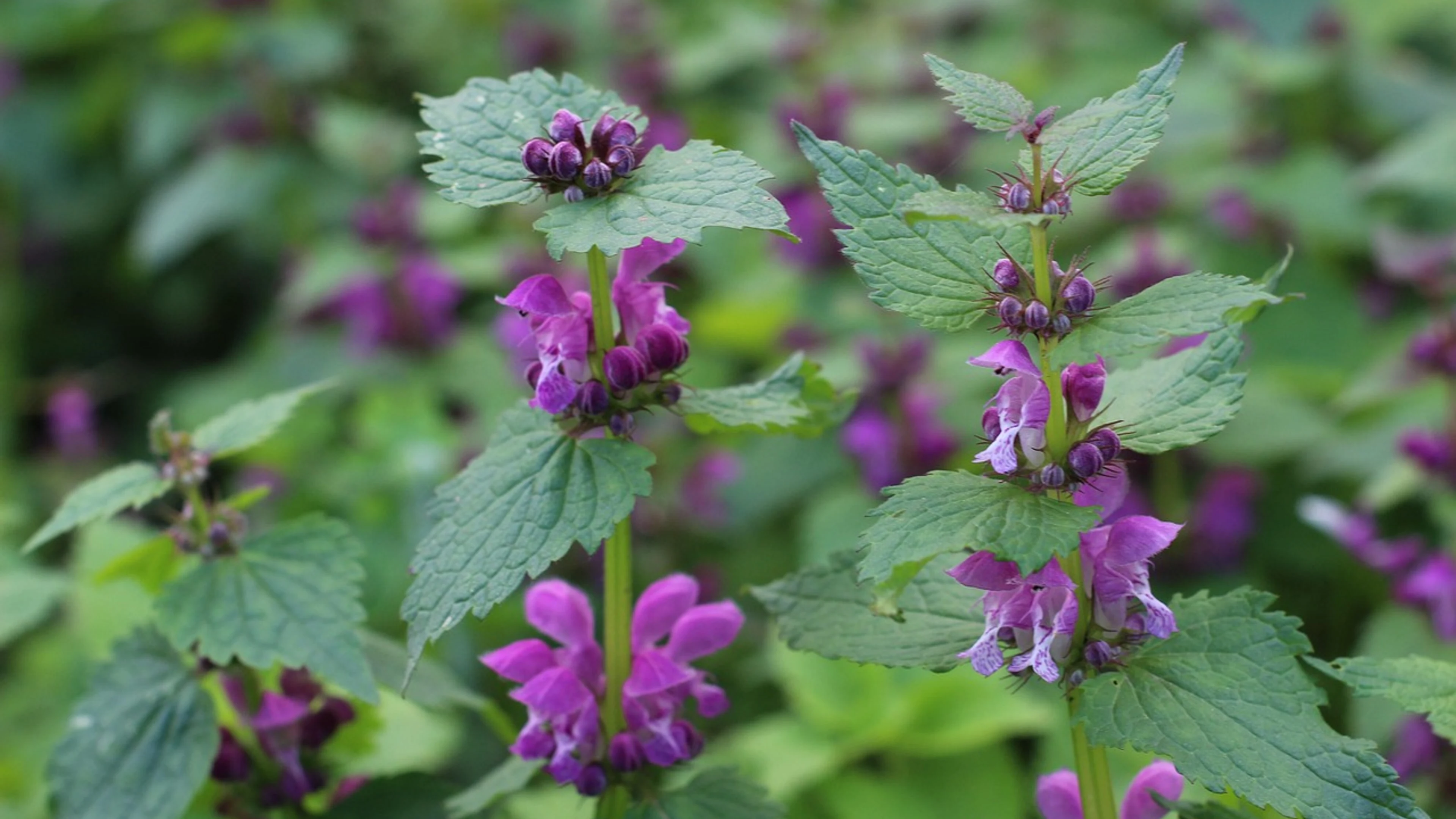 Flowers bouquet plant - free 4K Ultra HD aesthetic wallpaper for desktop