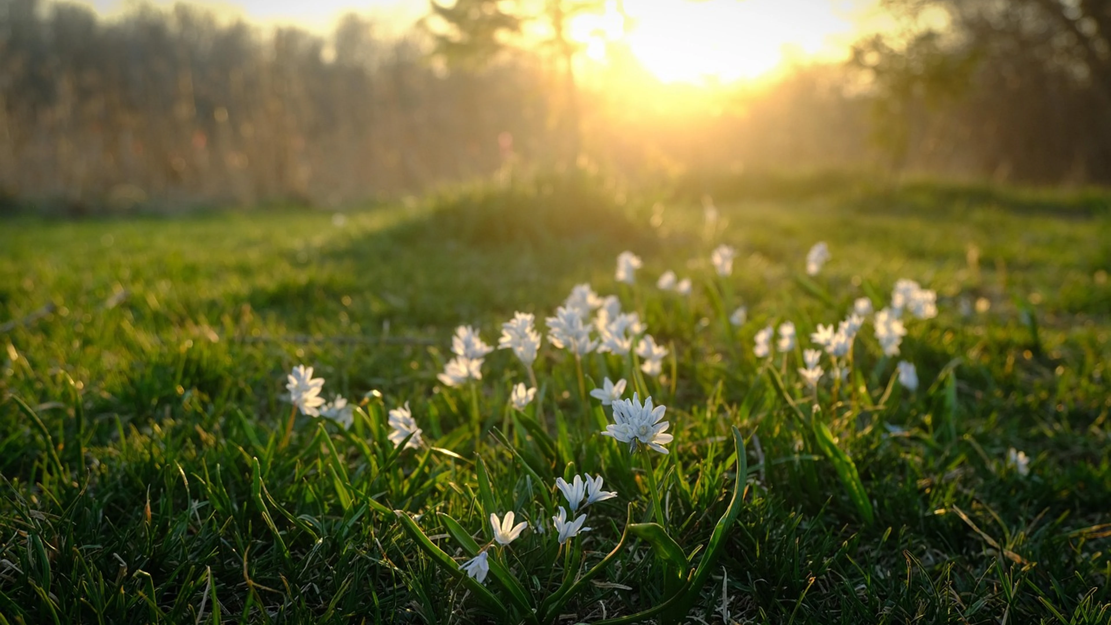 Grass field grass macro - free 4K Ultra HD aesthetic wallpaper for desktop