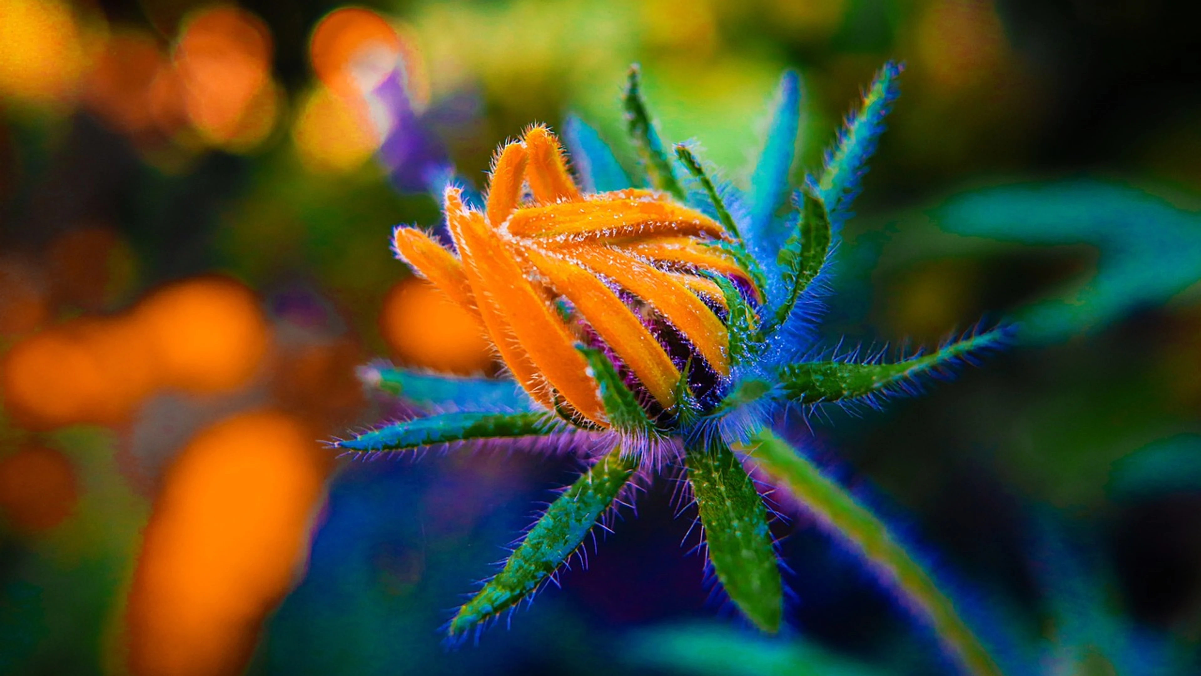 Macro flower bud vibrant colors - free 4K Ultra HD aesthetic wallpaper for desktop