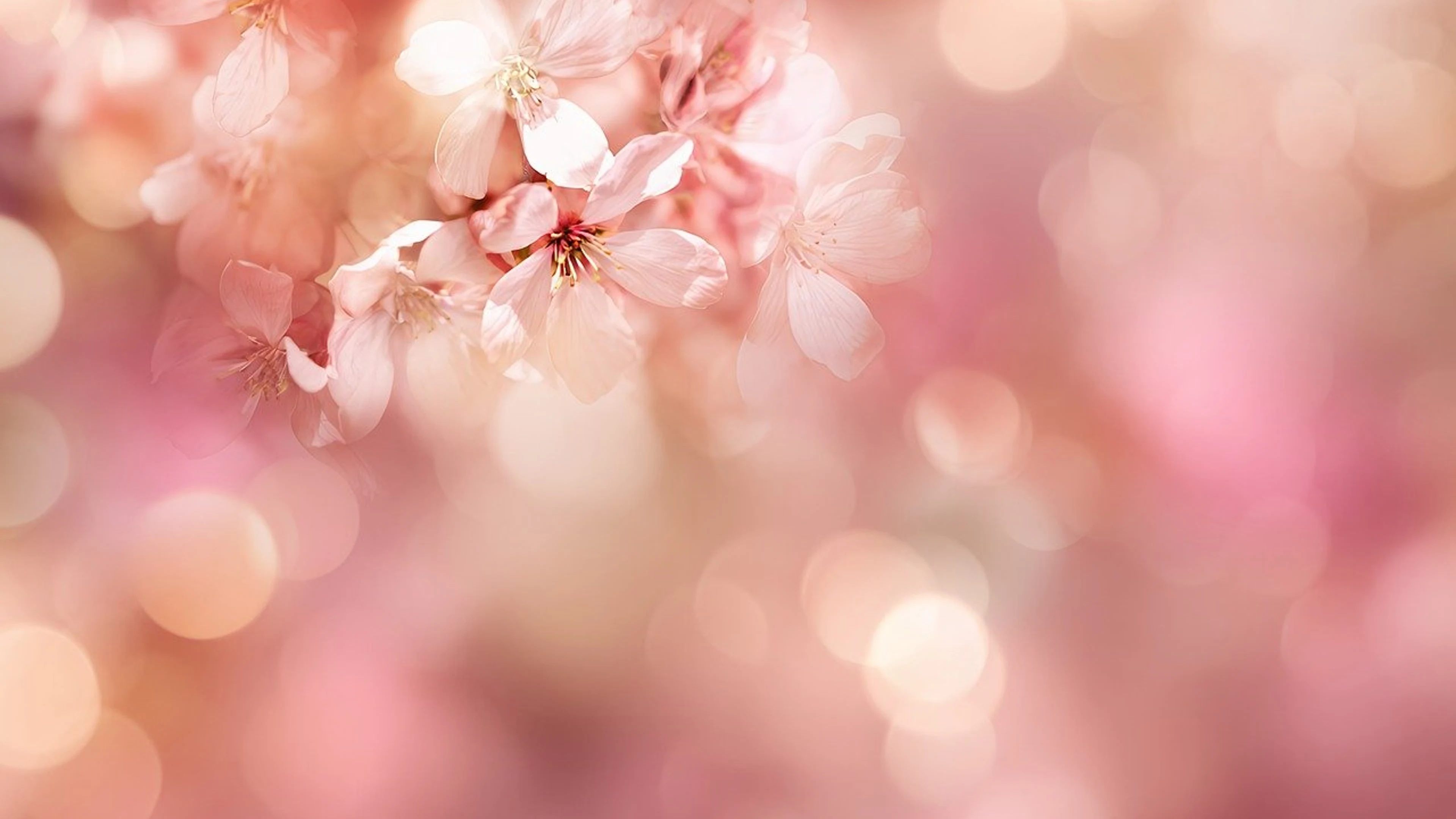 Pink floral background floral - free 4K Ultra HD aesthetic wallpaper for desktop
