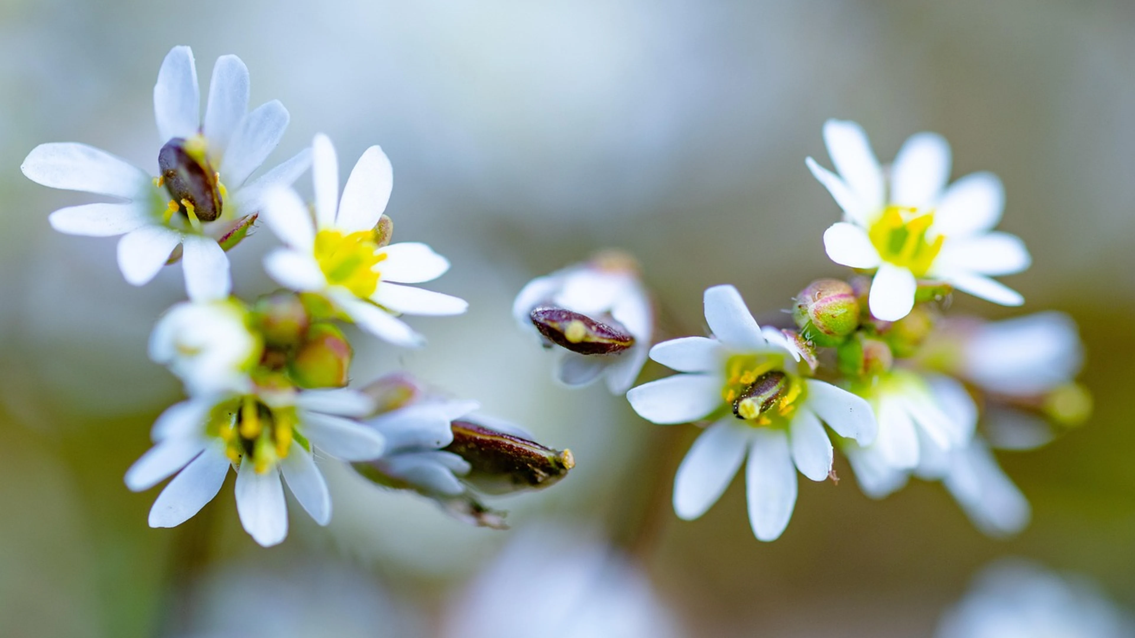 Spring flower blossom - free 4K Ultra HD aesthetic wallpaper for desktop