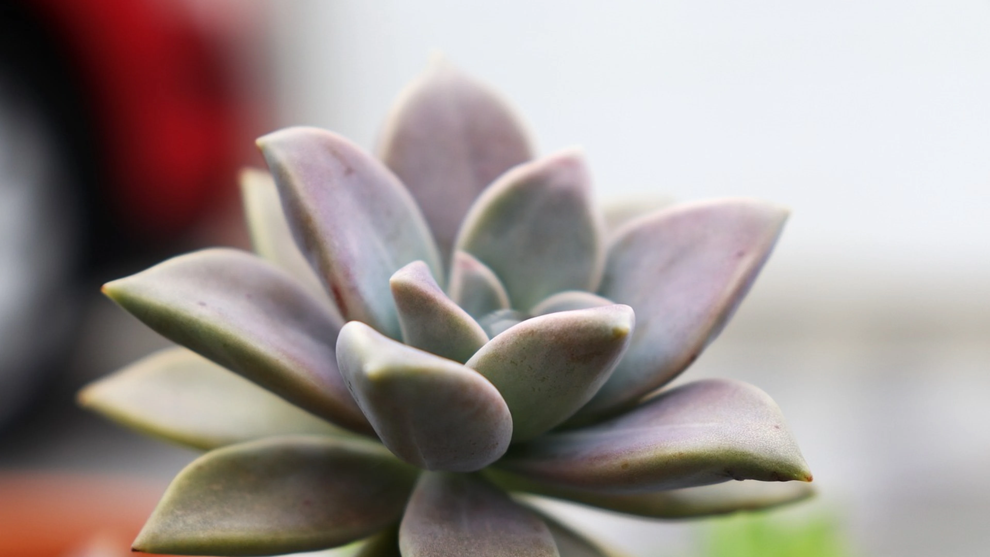 Succulent plant echeveria graptopetalum - free 4K Ultra HD aesthetic wallpaper for desktop