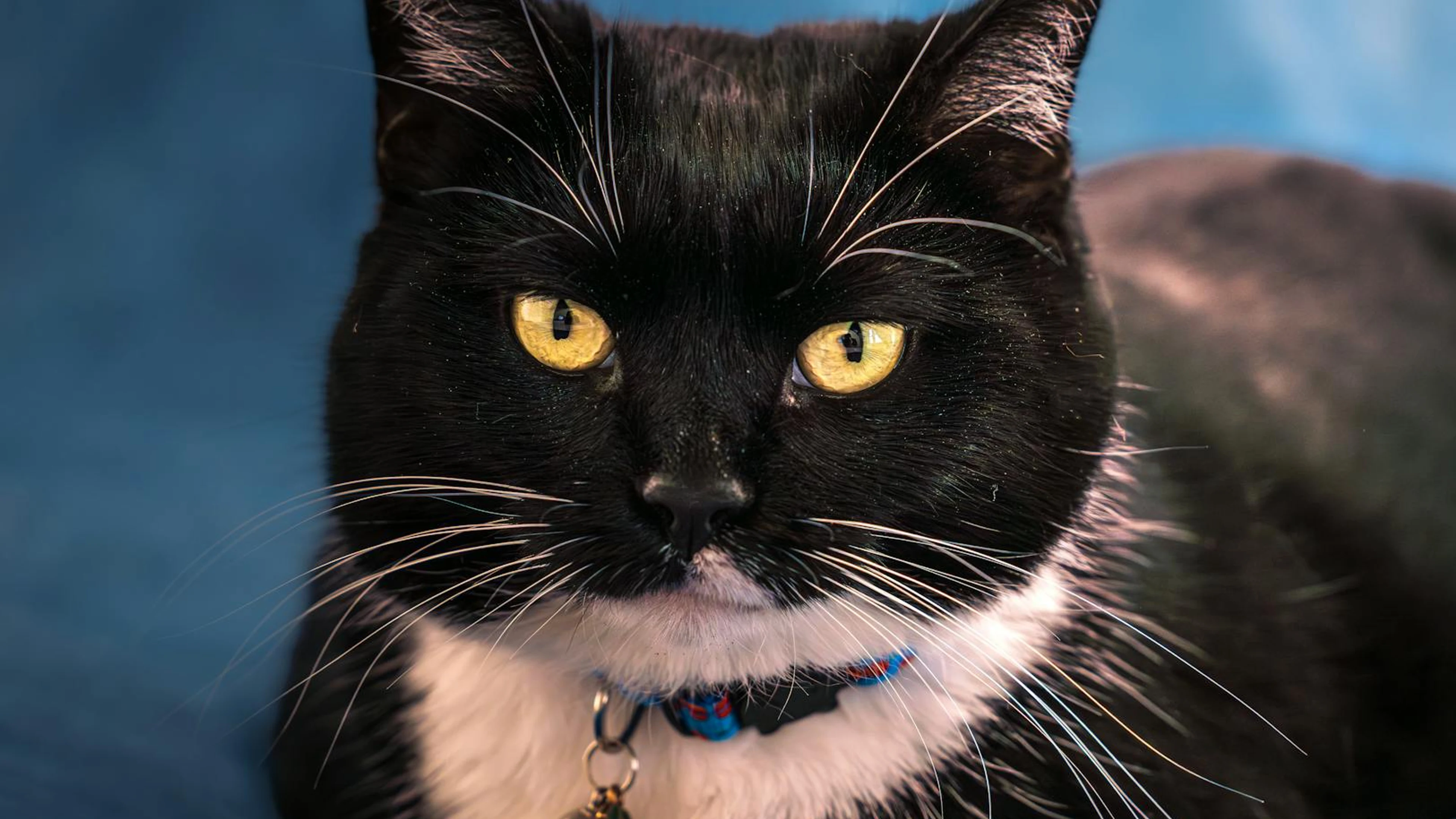 A black and white cat with striking yellow eyes wearing a collar against a blue - free 4K Ultra HD animals wallpaper for desktop