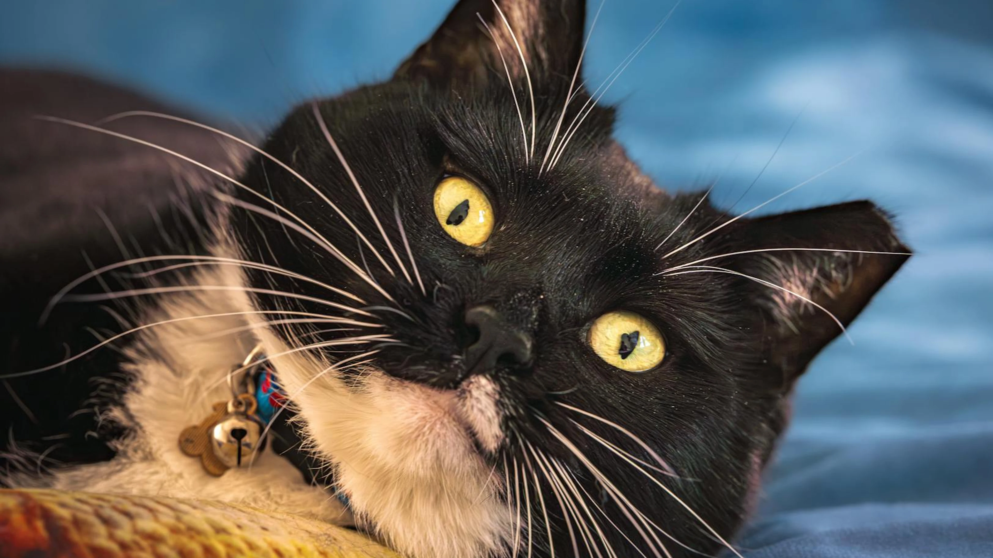 A black and white tuxedo cat with bright yellow eyes relaxing indoors on a color - free 4K Ultra HD animals wallpaper for desktop