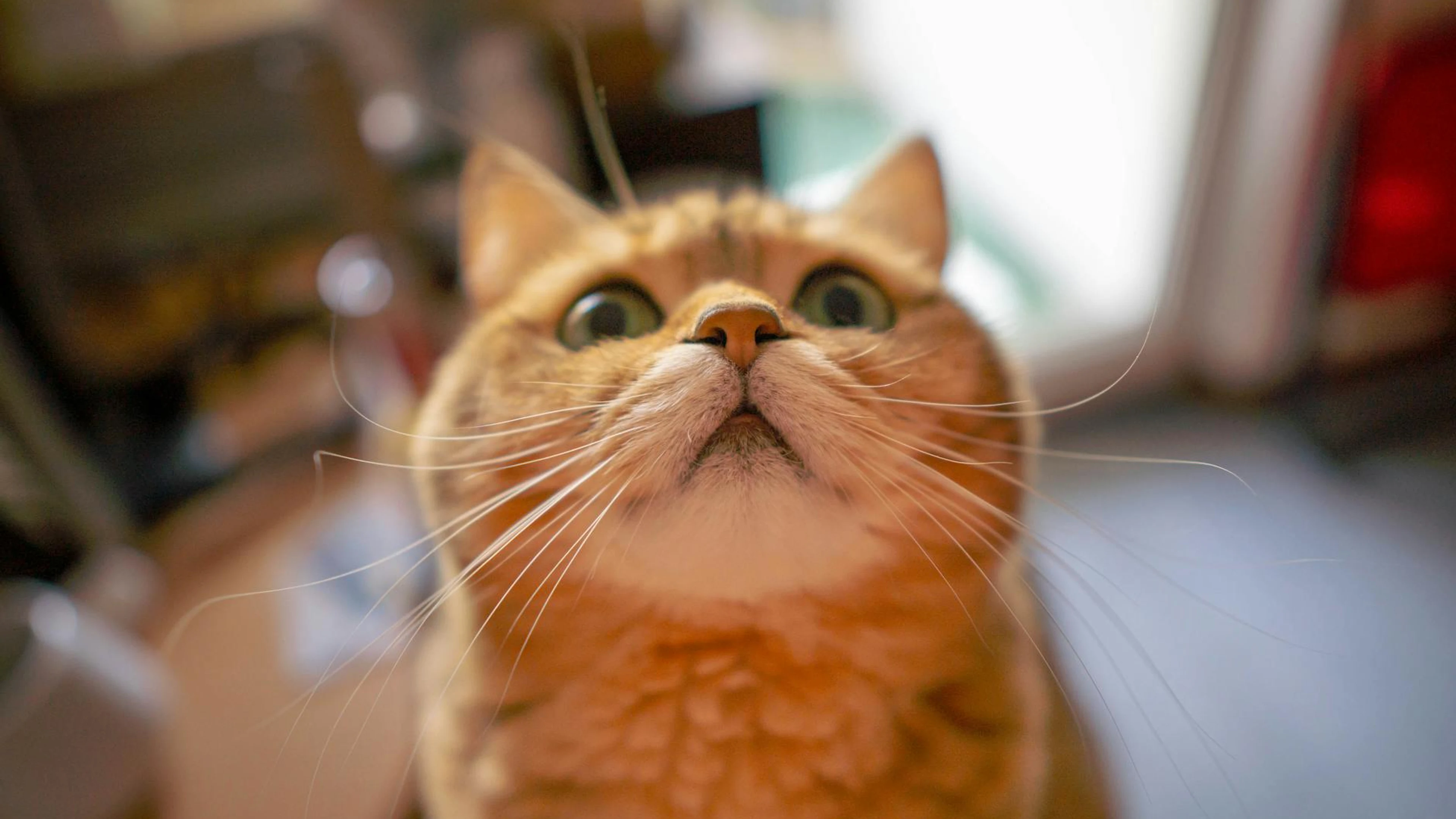 A charming close-up of a curious tabby cat with whiskers in focus in a cozy indo - free 4K Ultra HD animals wallpaper for desktop