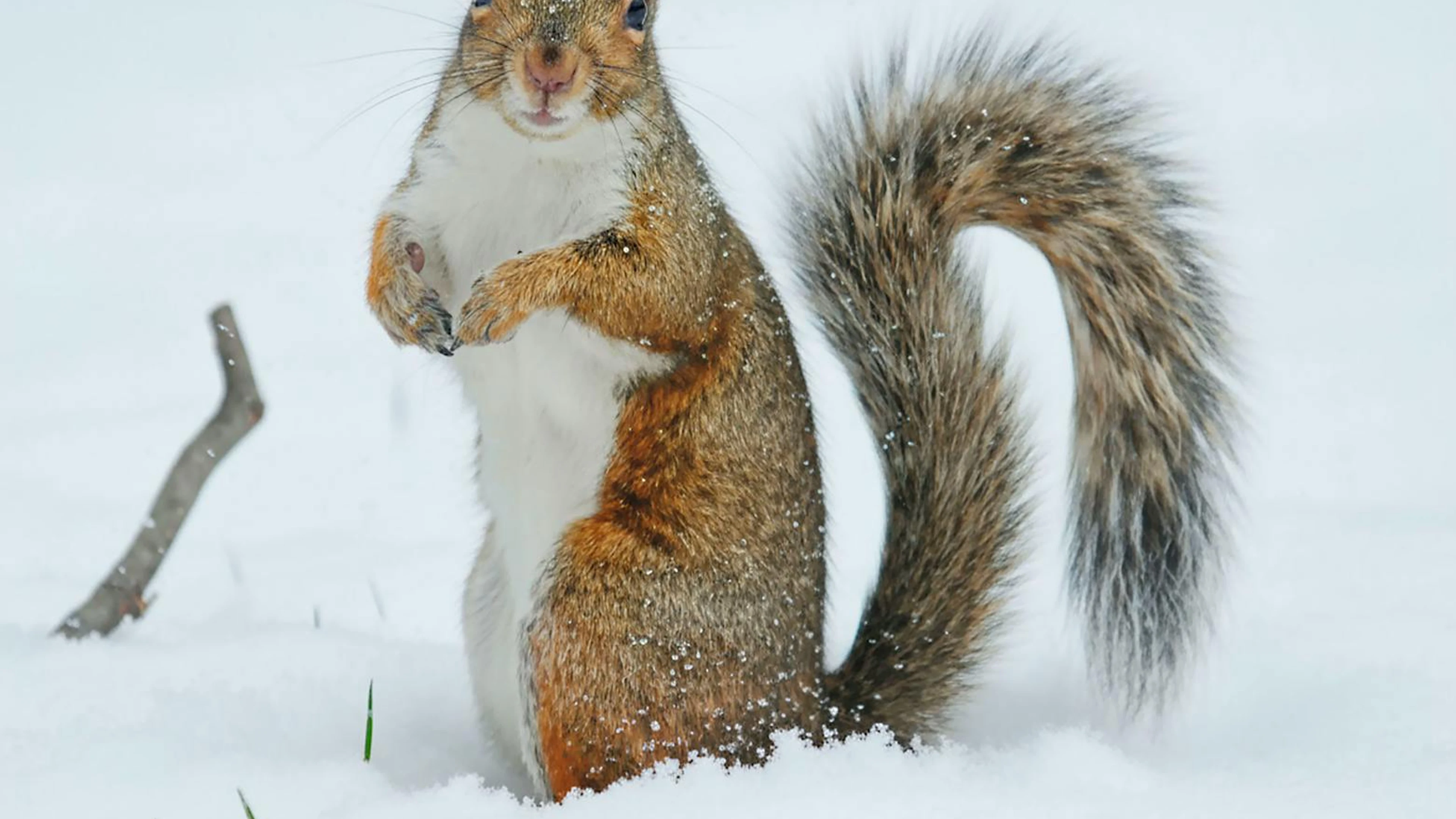 A curious squirrel standing in the snow during a winter day in a park setting. - free 4K Ultra HD animals wallpaper for desktop