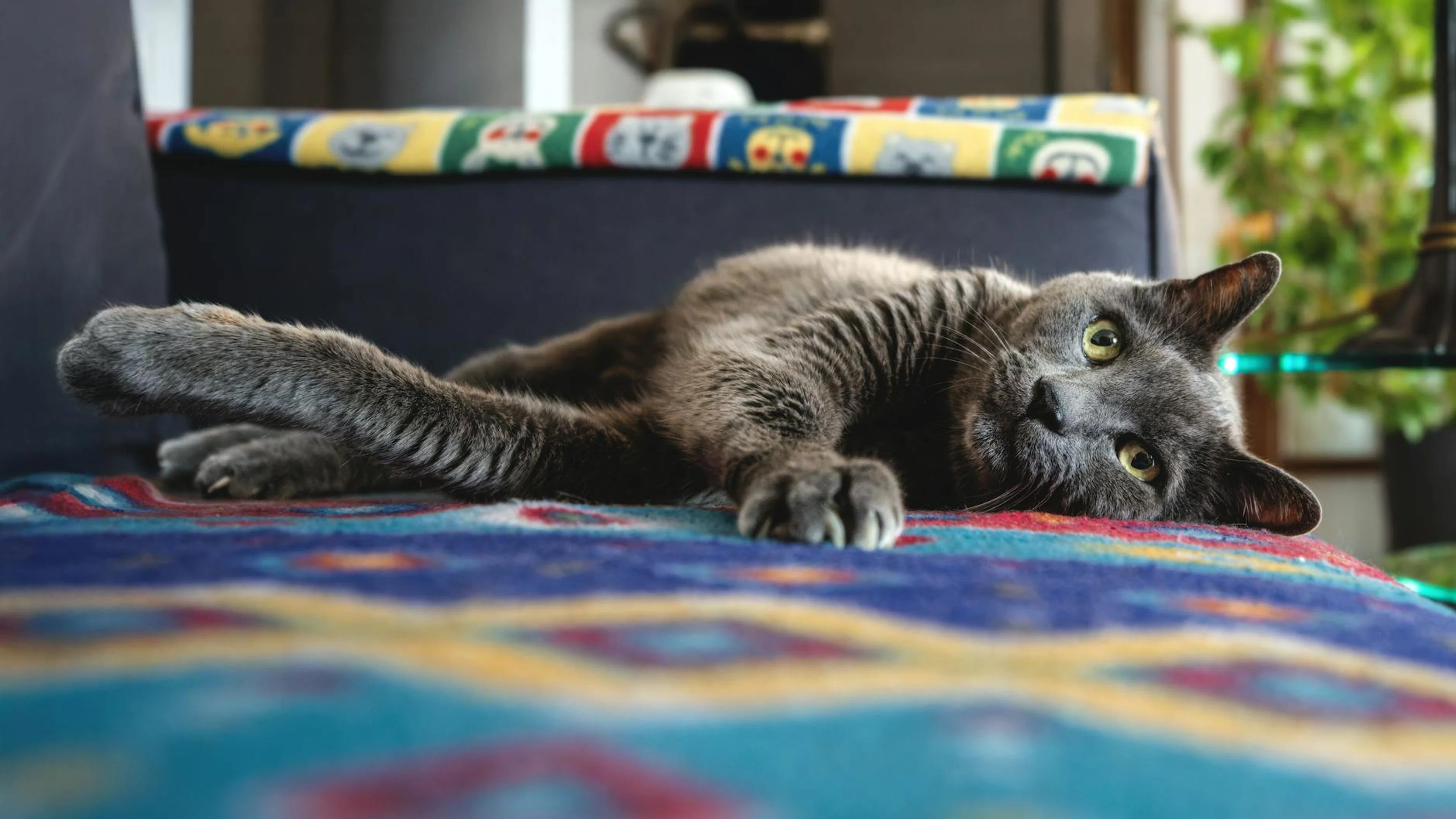 A cute gray cat lounging comfortably on a vibrant patterned blanket indoors. - free 4K Ultra HD animals wallpaper for desktop