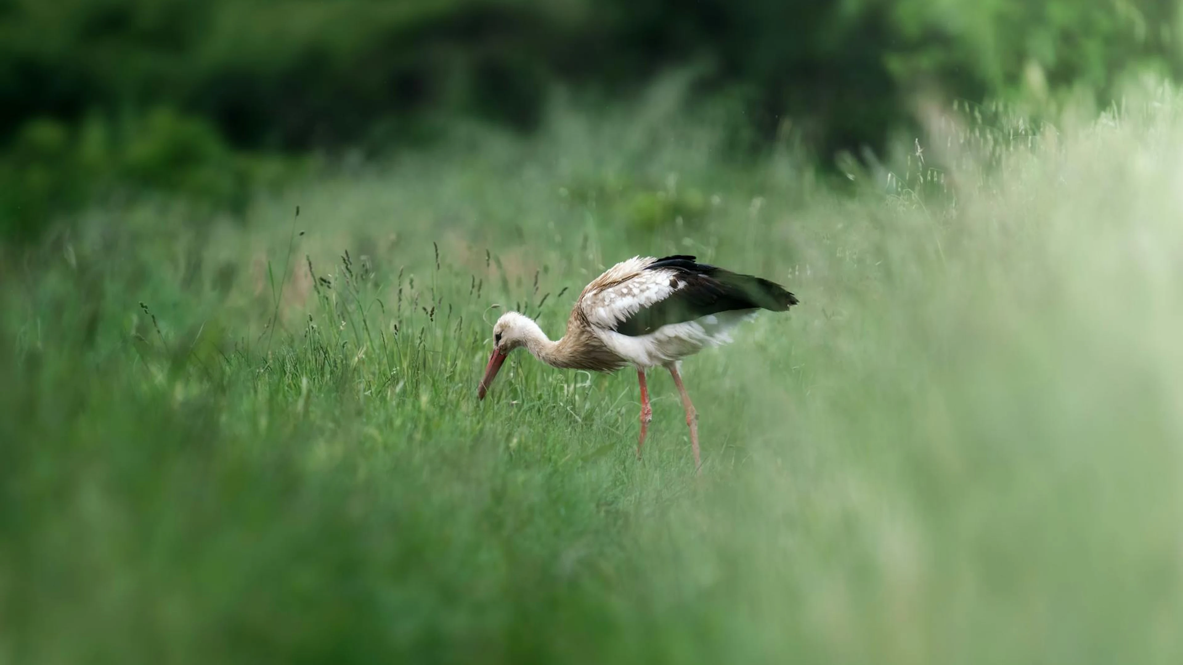 A graceful stork wanders through a green meadow in Pesaro, Italy, illustrating s - free 4K Ultra HD animals wallpaper for desktop