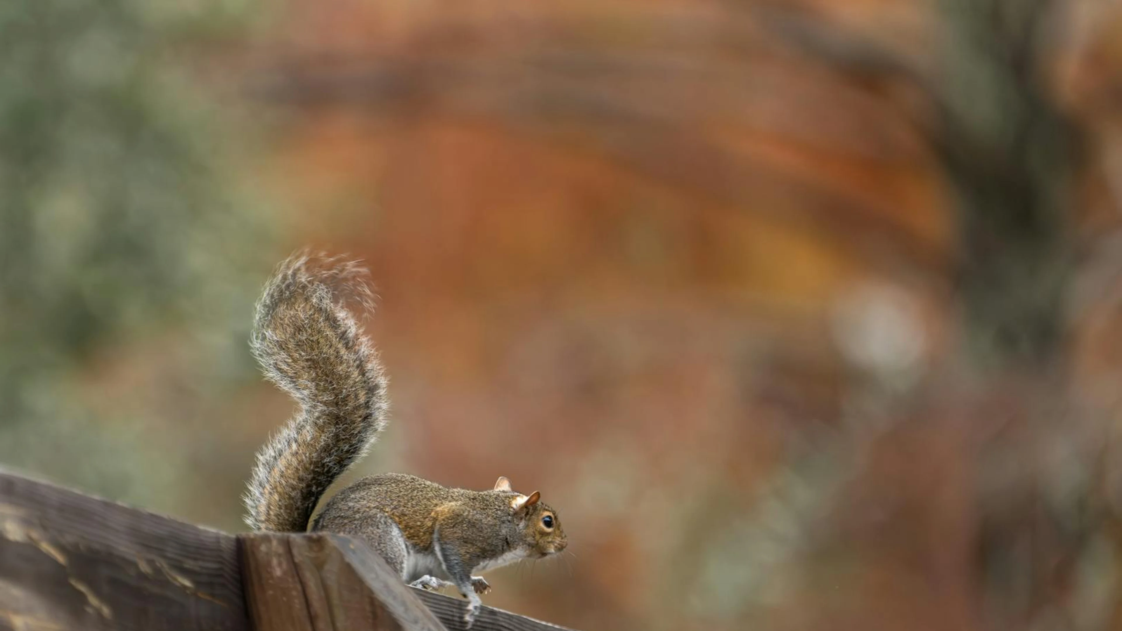 A grey squirrel sits alert on a wooden fence amidst vibrant autumn foliage. - free 4K Ultra HD animals wallpaper for desktop