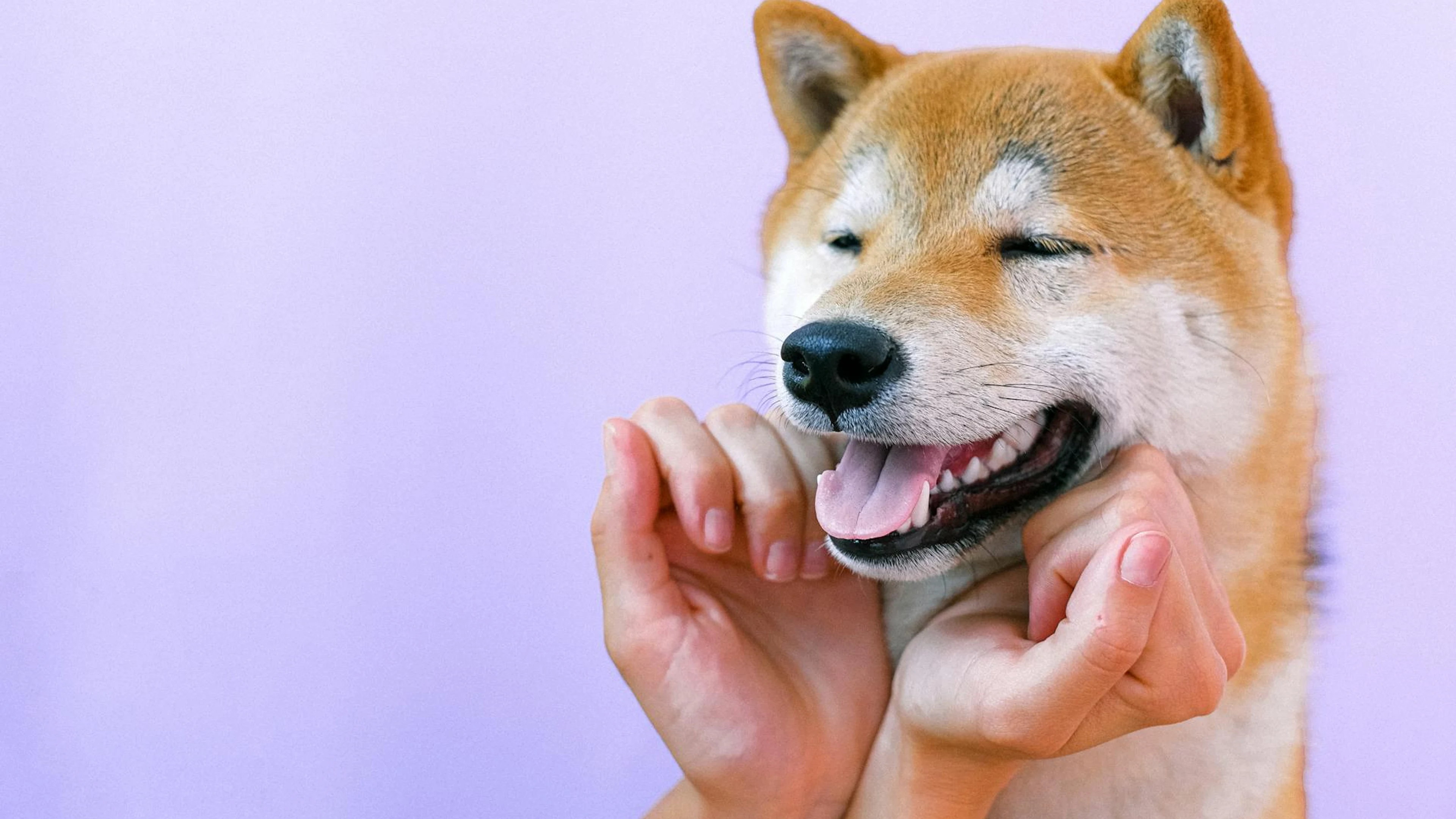 A happy Shiba Inu dog being petted gently, showcasing joy and companionship. - free 4K Ultra HD animals wallpaper for desktop