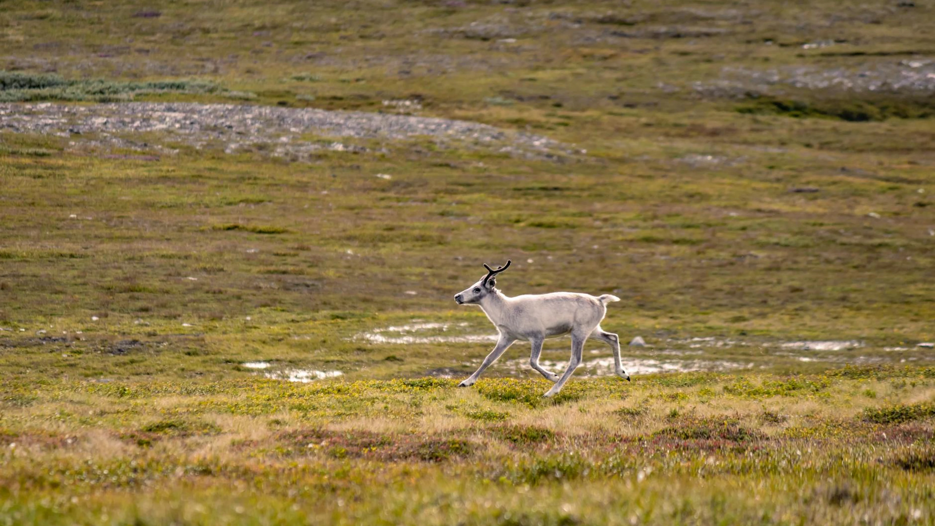 A lone reindeer roaming across the expansive tundra in Lapland's serene landscap - free 4K Ultra HD animals wallpaper for desktop