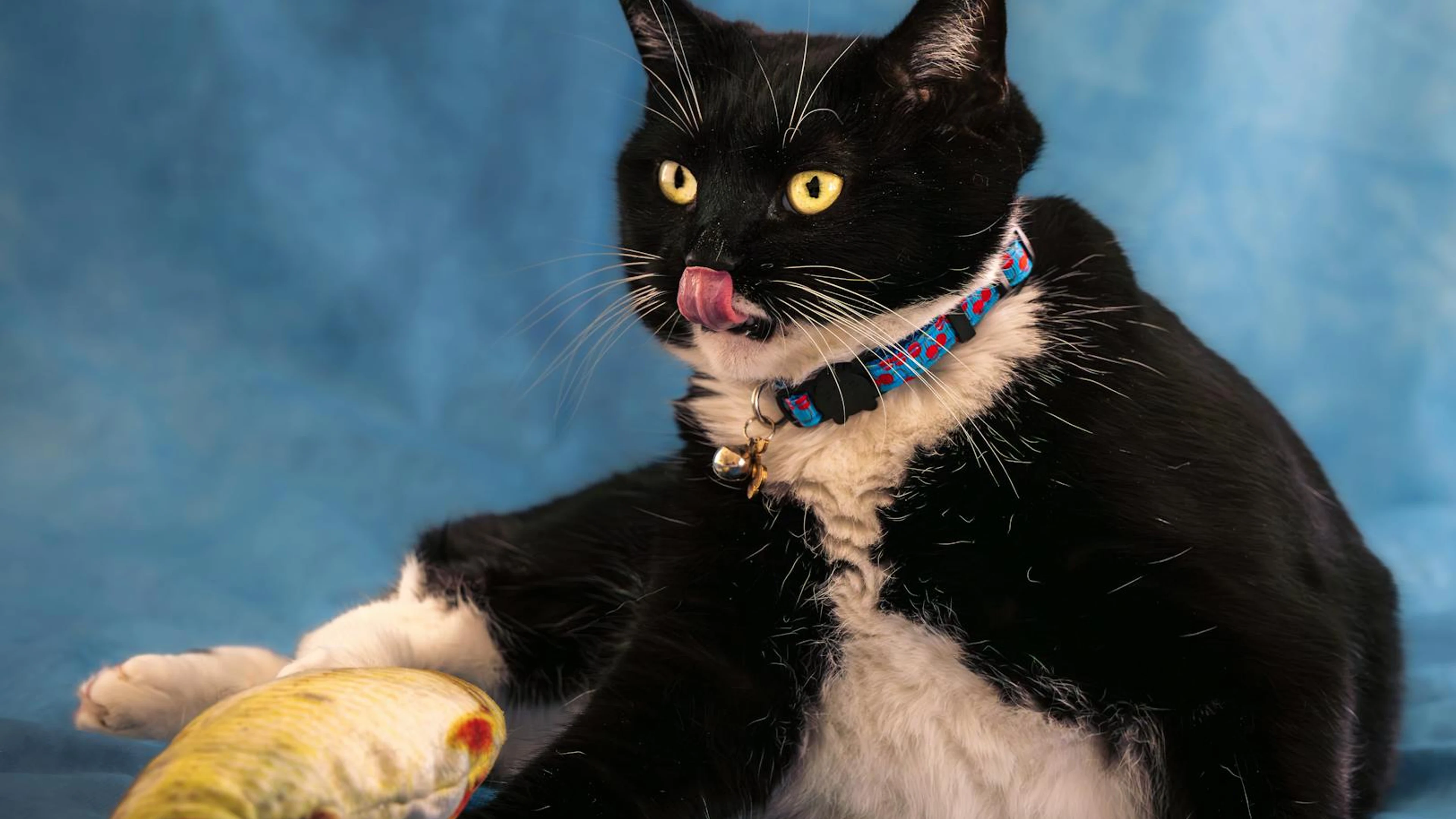 A playful black and white cat with a colorful collar sits with a toy fish agains - free 4K Ultra HD animals wallpaper for desktop