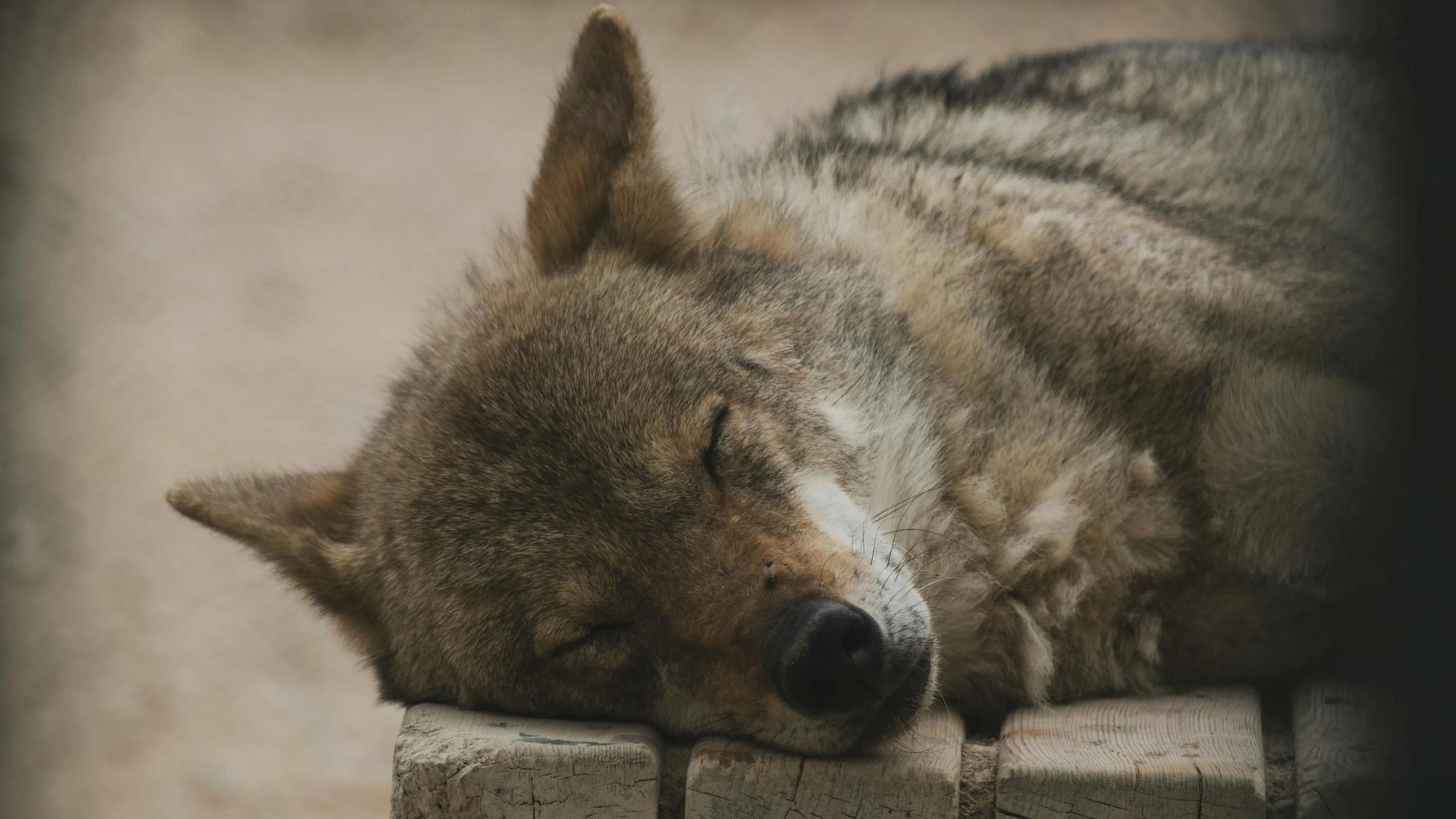 A serene image of a wolf resting peacefully outdoors on a wooden platform. - free 4K Ultra HD animals wallpaper for desktop