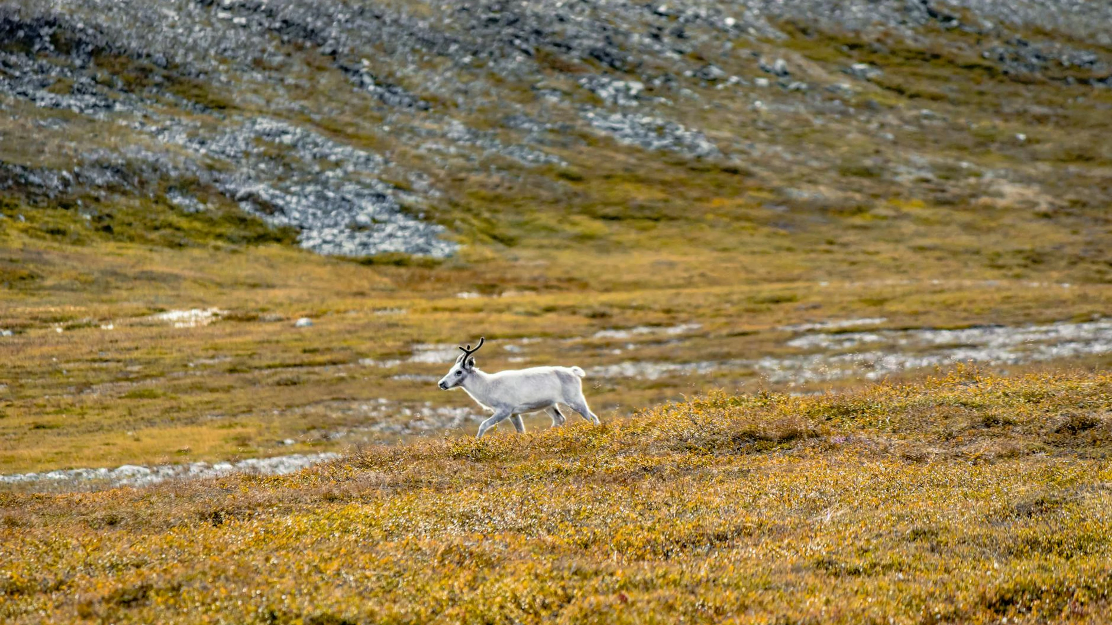 A solitary reindeer traverses the colorful autumn Arctic tundra, showcasing wild - free 4K Ultra HD animals wallpaper for desktop