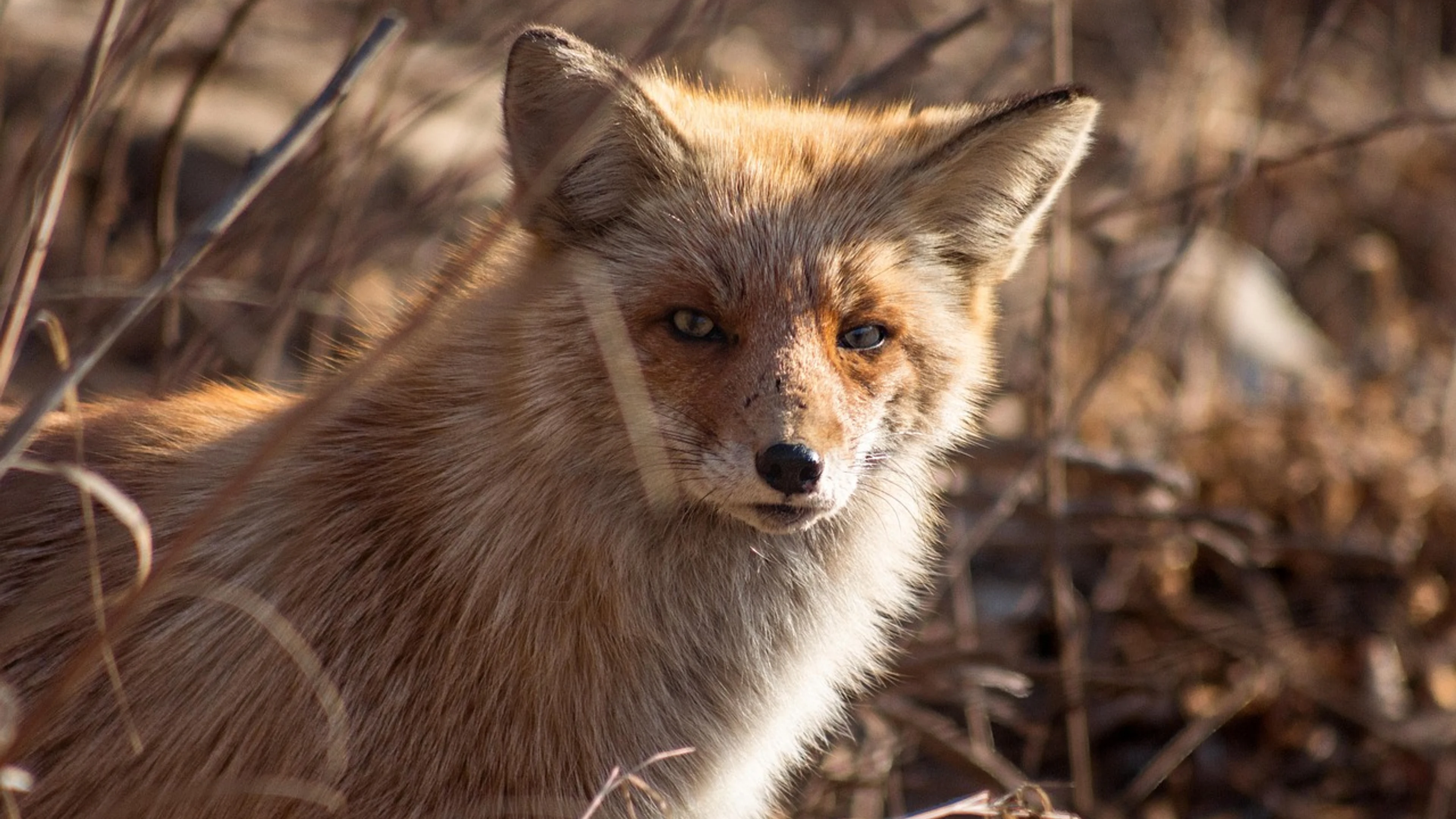 Animal mammal fox - free 4K Ultra HD animals wallpaper for desktop