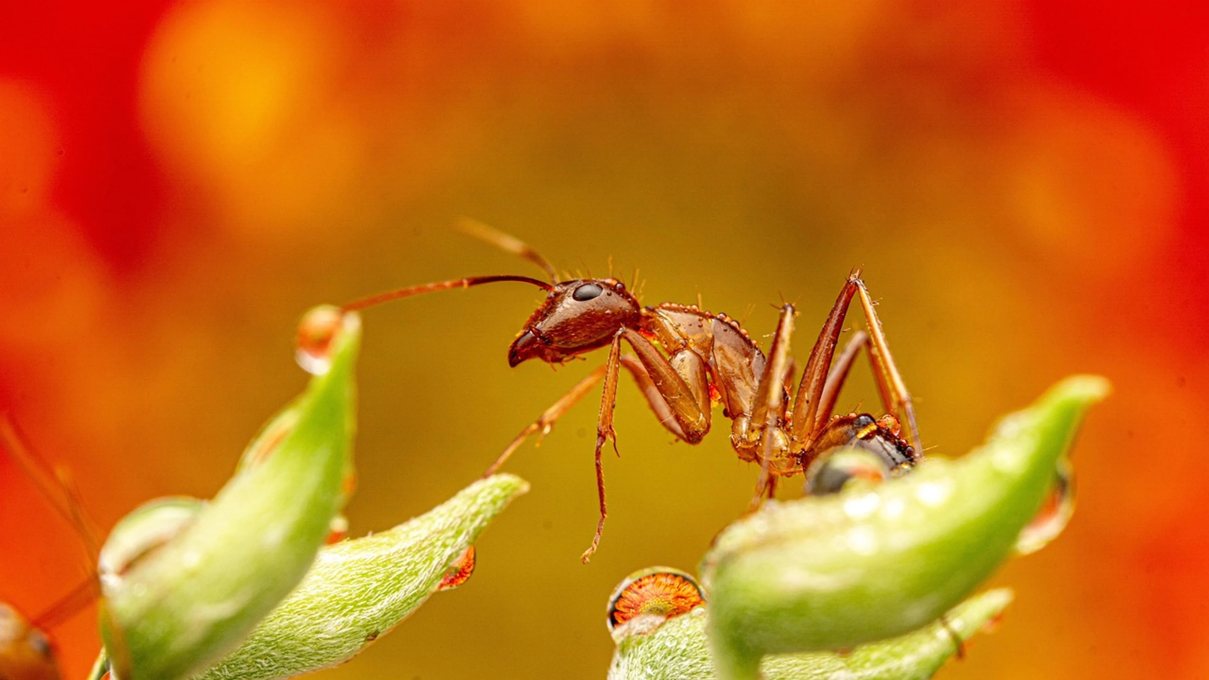 Ant insect bug - free 4K Ultra HD animals wallpaper for desktop
