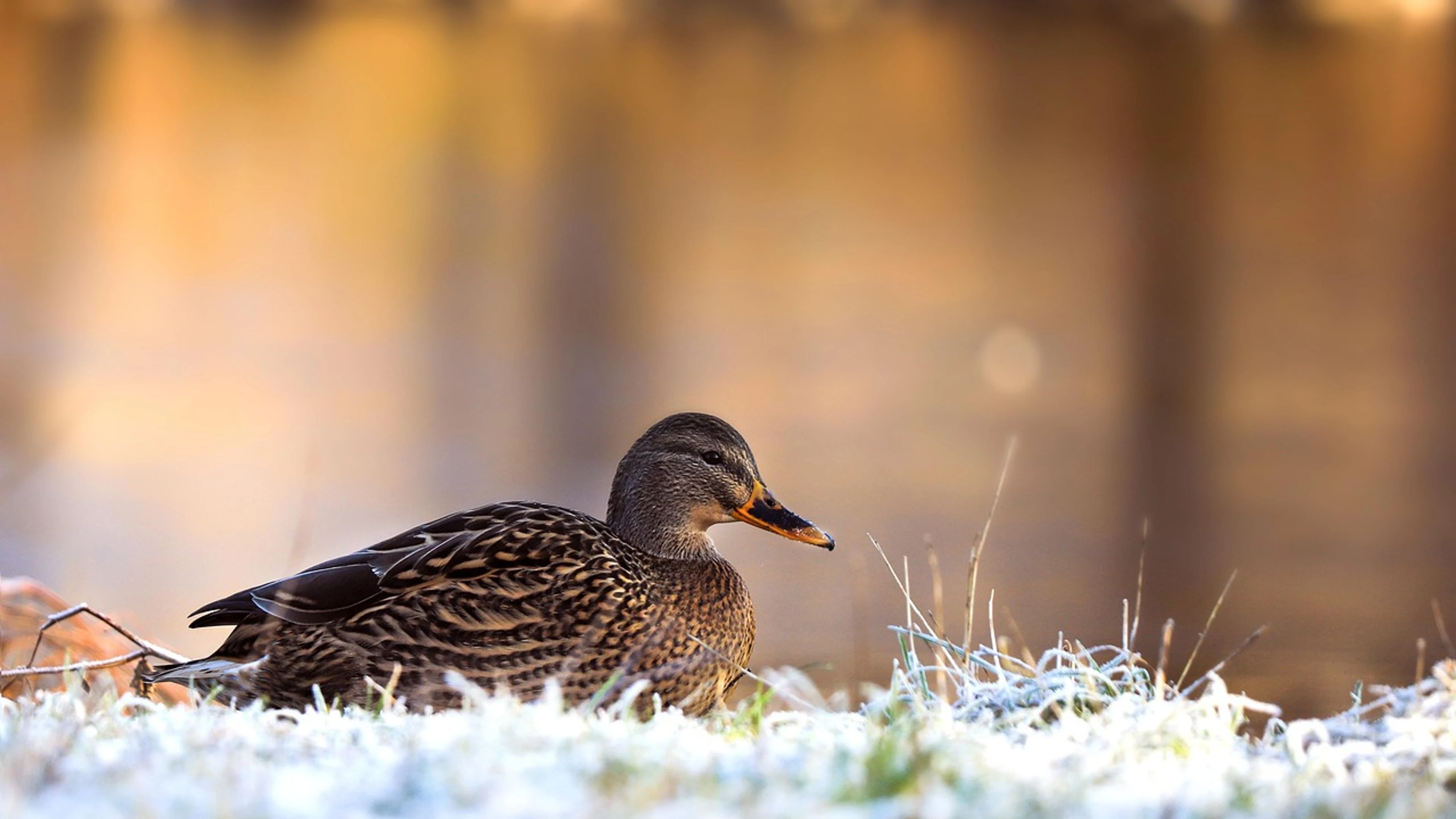 Bird duck ornithology - free 4K Ultra HD animals wallpaper for desktop