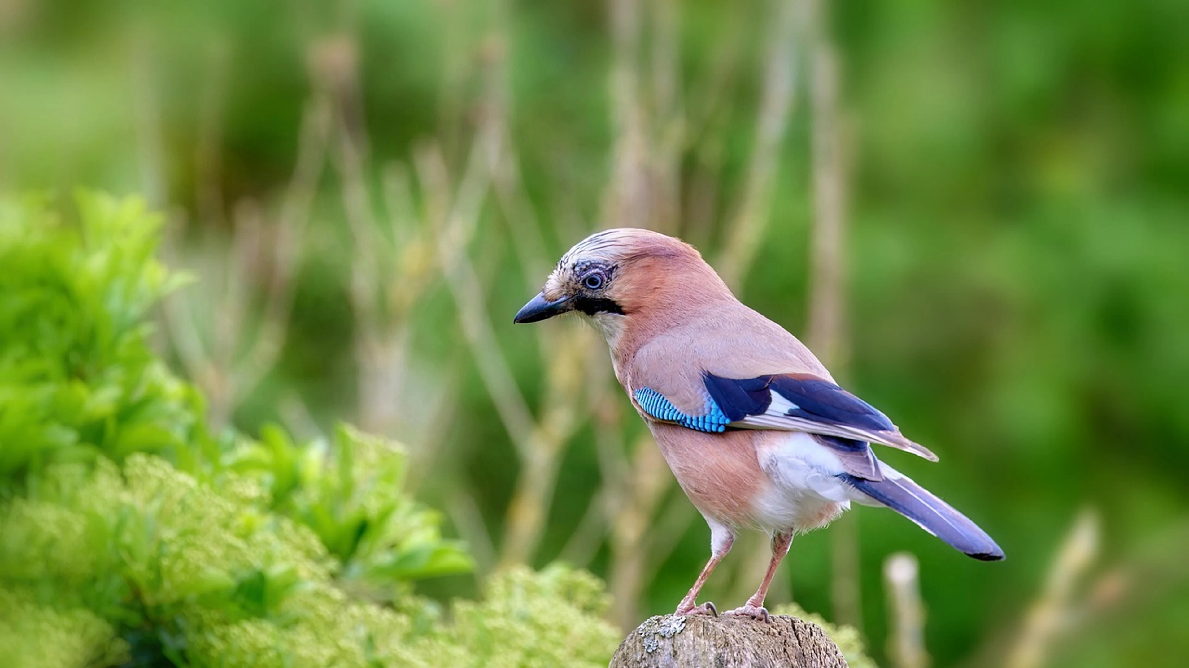 Bird jay wildlife - free 4K Ultra HD animals wallpaper for desktop