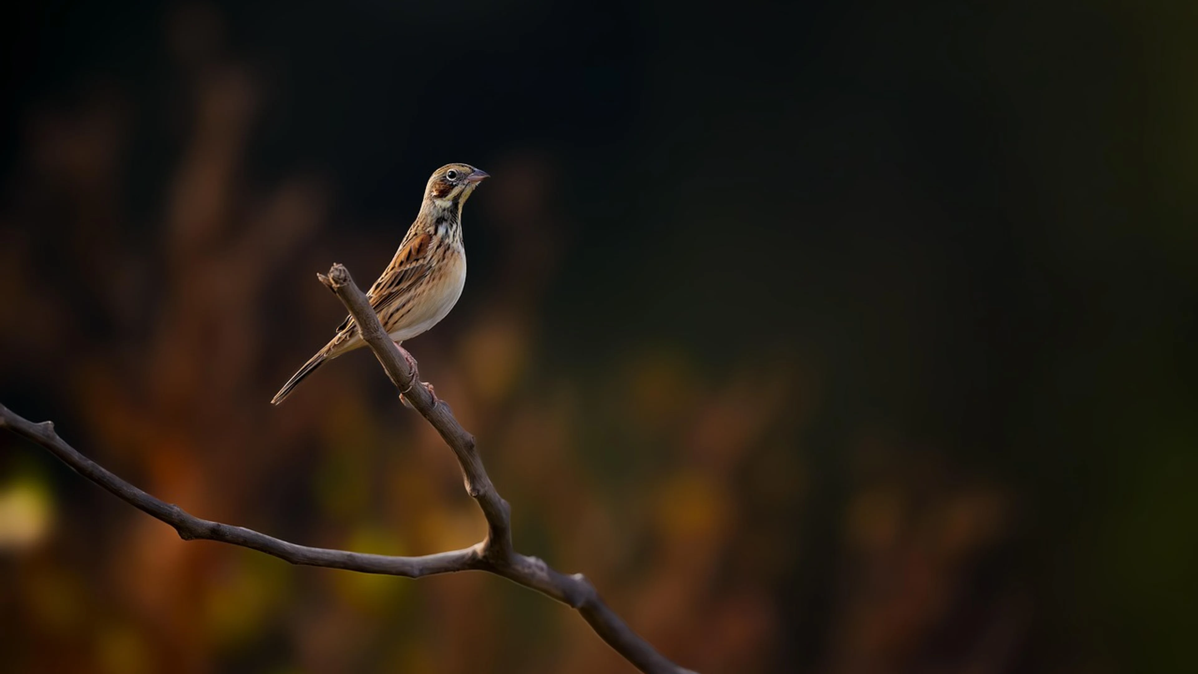 Bird nature avian - free 4K Ultra HD animals wallpaper for desktop