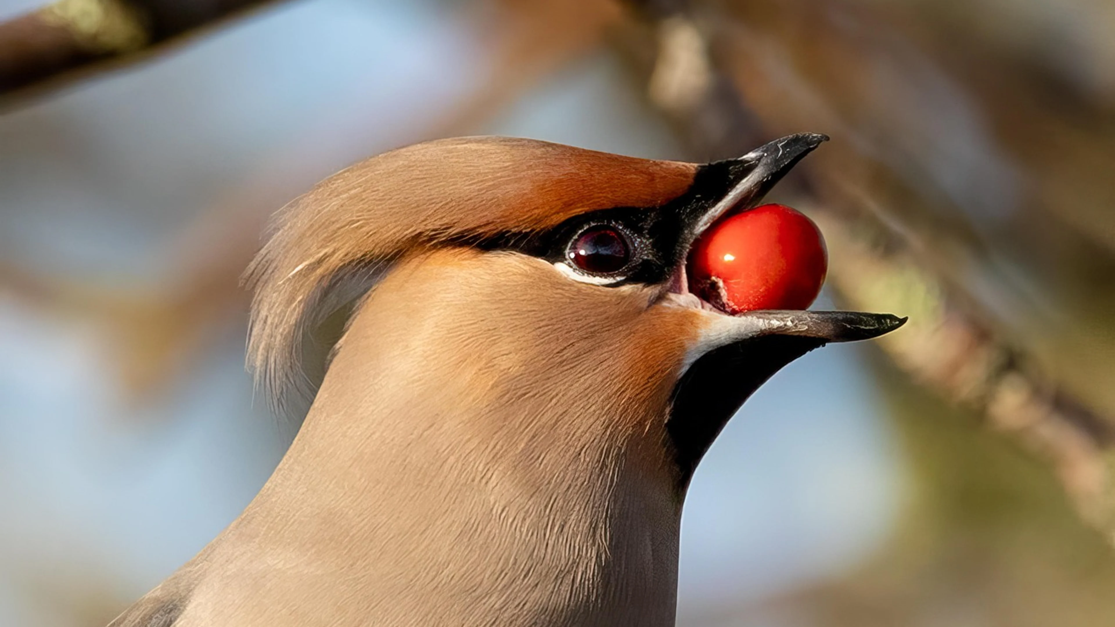 Bird waxwing ornithology - free 4K Ultra HD animals wallpaper for desktop