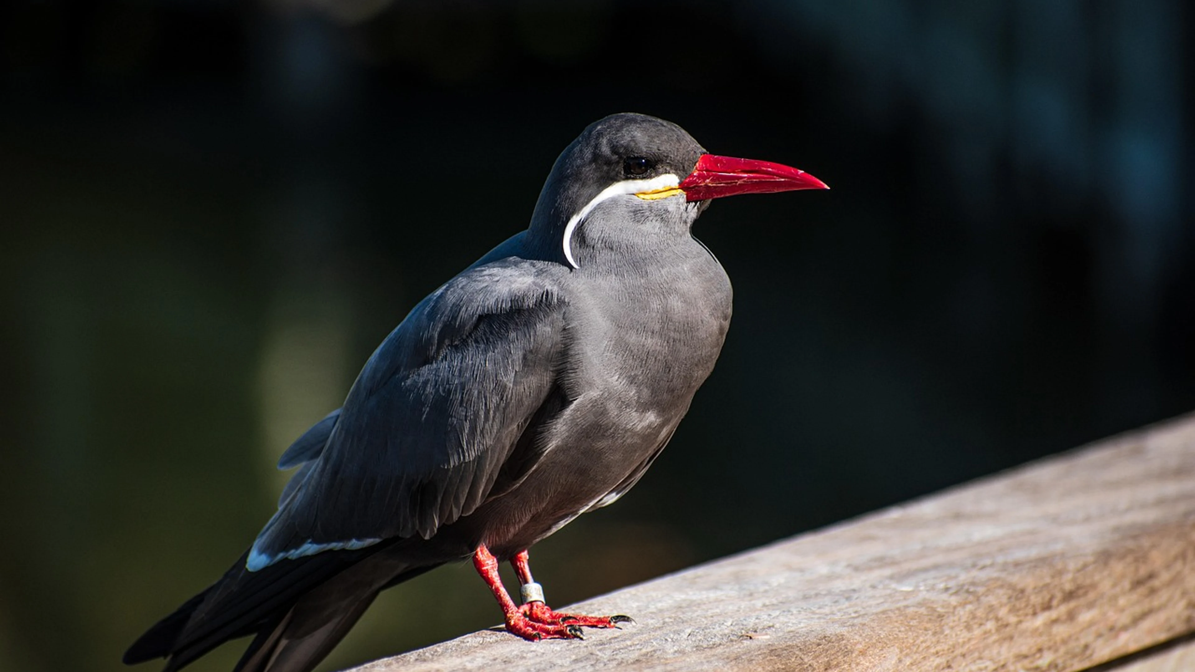 Bird wild bird animal - free 4K Ultra HD animals wallpaper for desktop