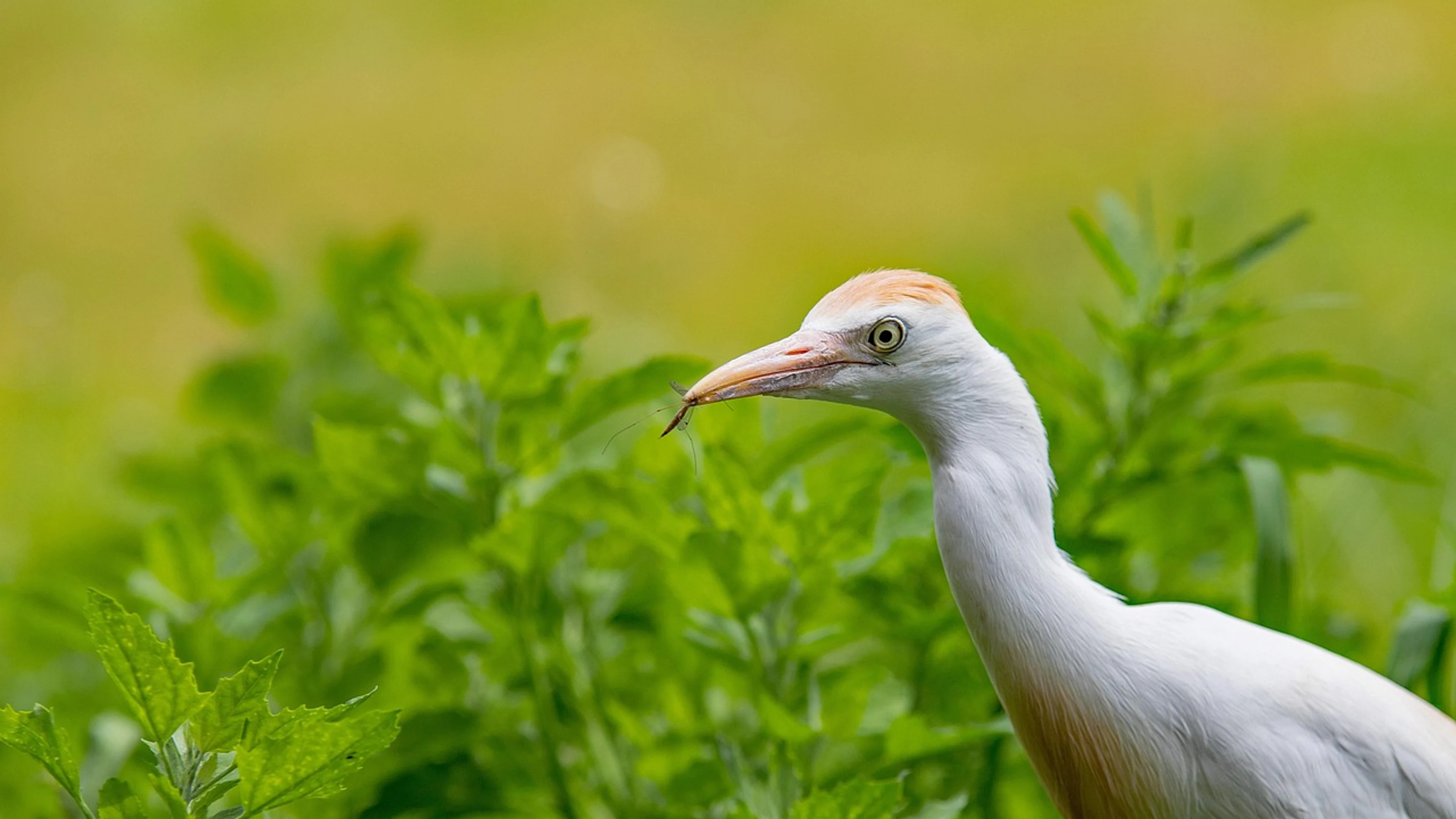 Cattle egret bird nature - free 4K Ultra HD animals wallpaper for desktop