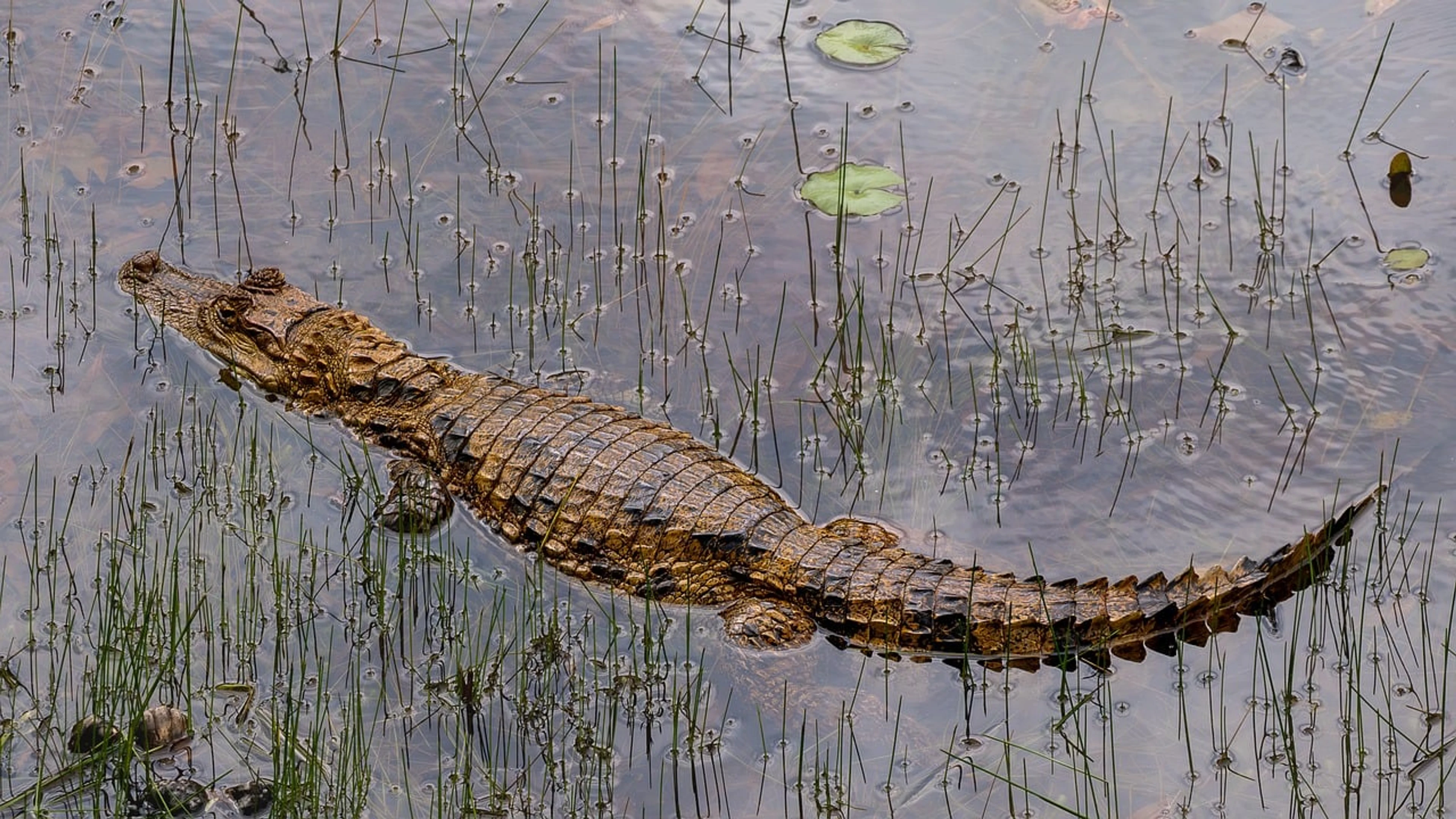 Cayman reptile crocodile - free 4K Ultra HD animals wallpaper for desktop